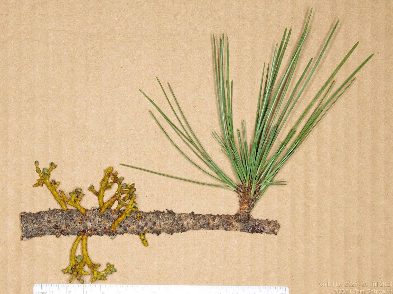 Viscaceae <i>Arceuthobium vaginatum</i> var. <i>cryptopodium</i>