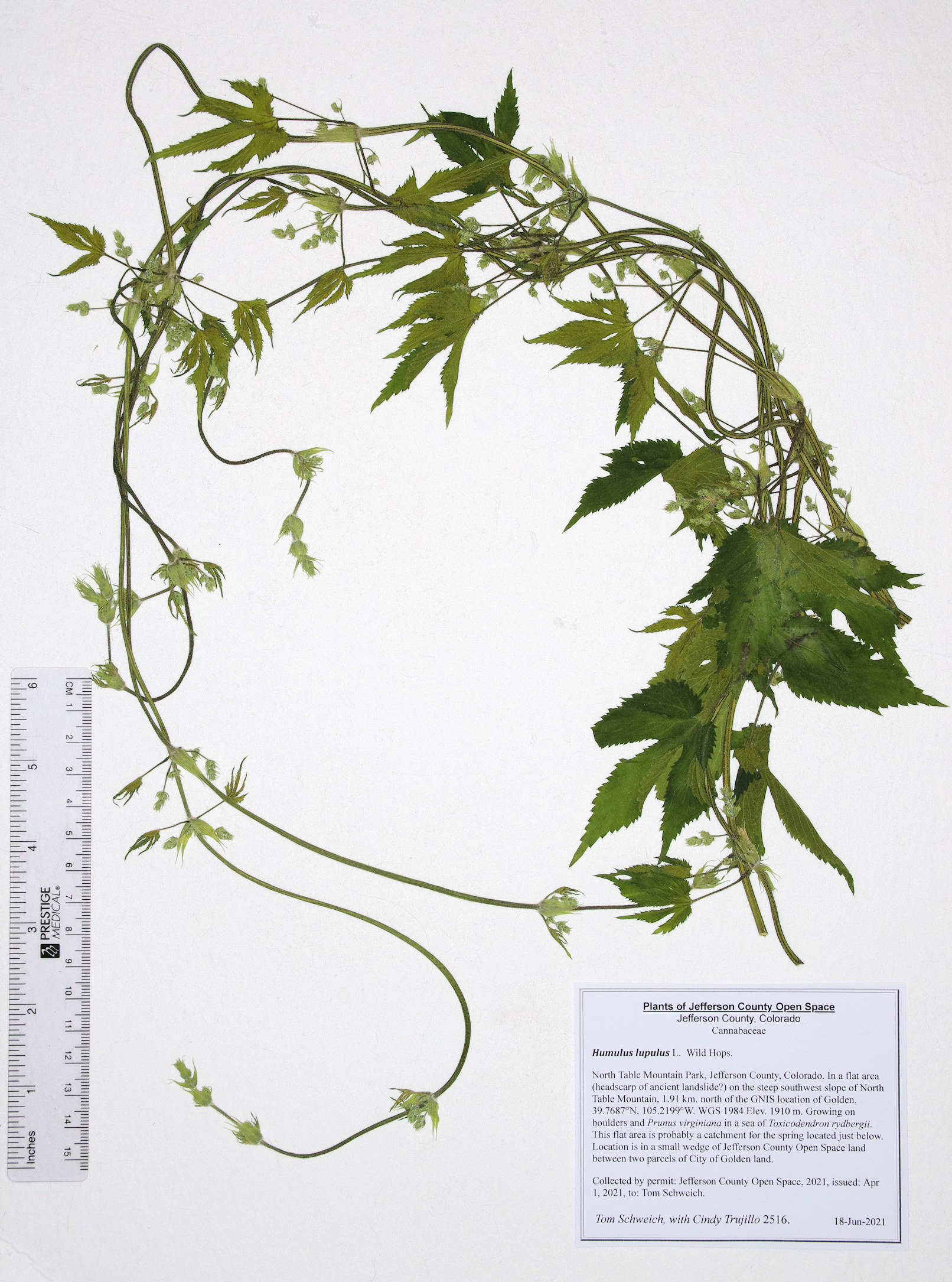 Cannabaceae Humulus neomexicanus