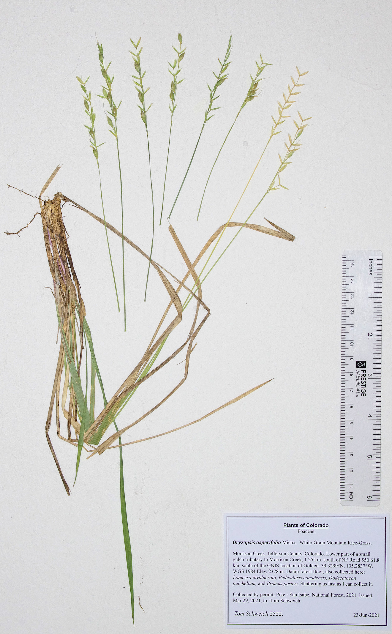 Poaceae Oryzopsis asperifolia