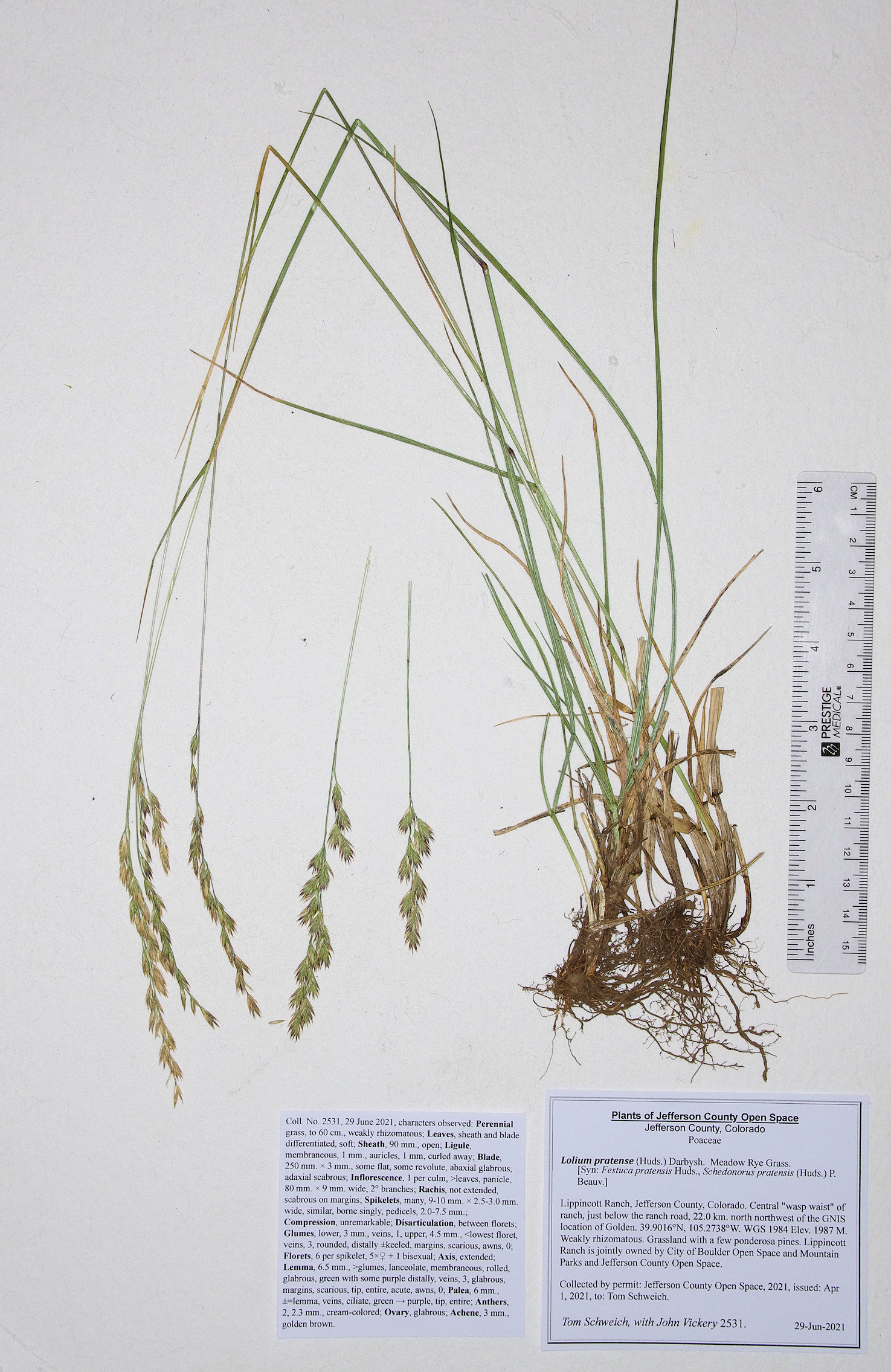 Poaceae Lolium pratense