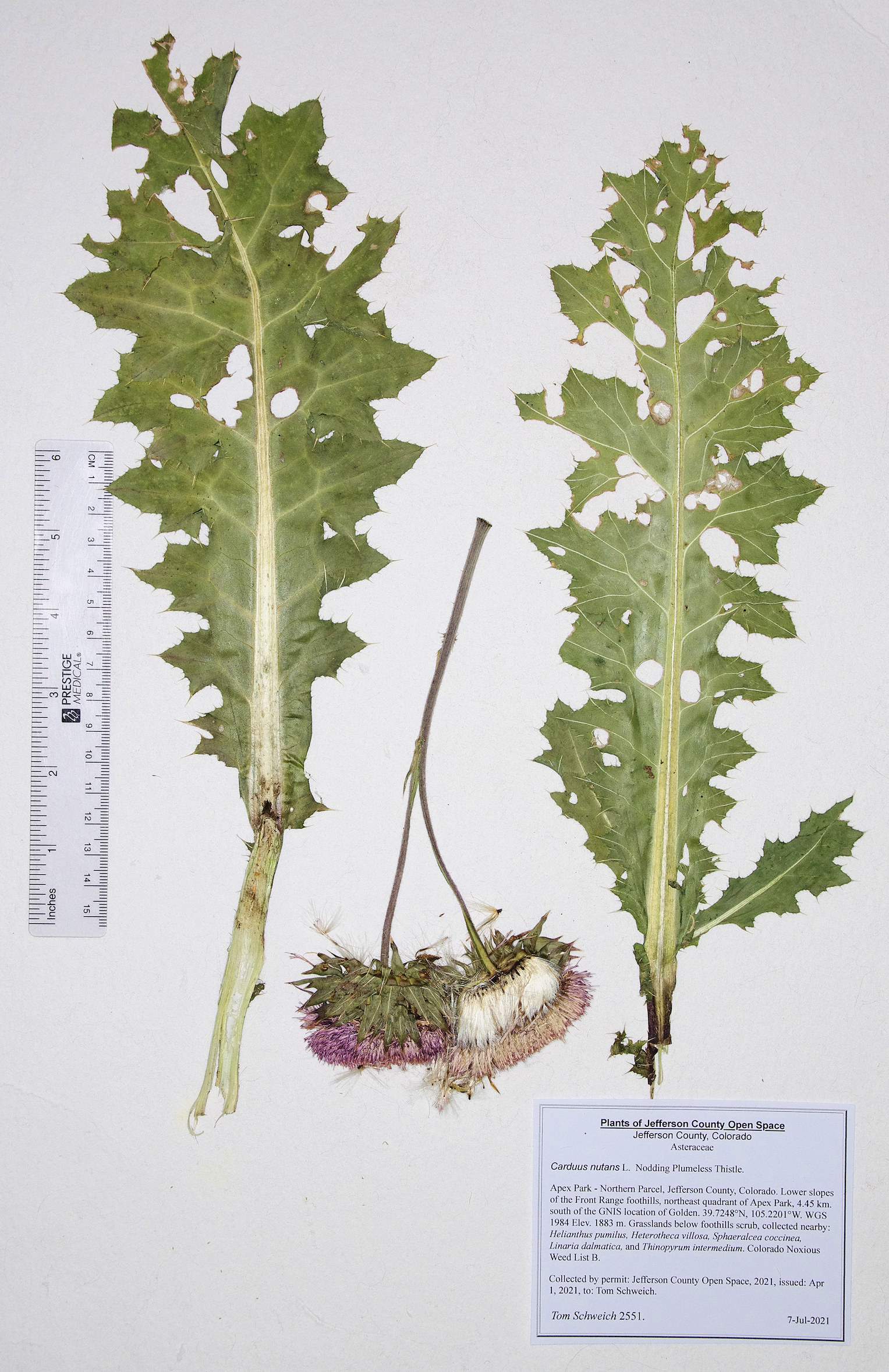 Asteraceae Carduus nutans