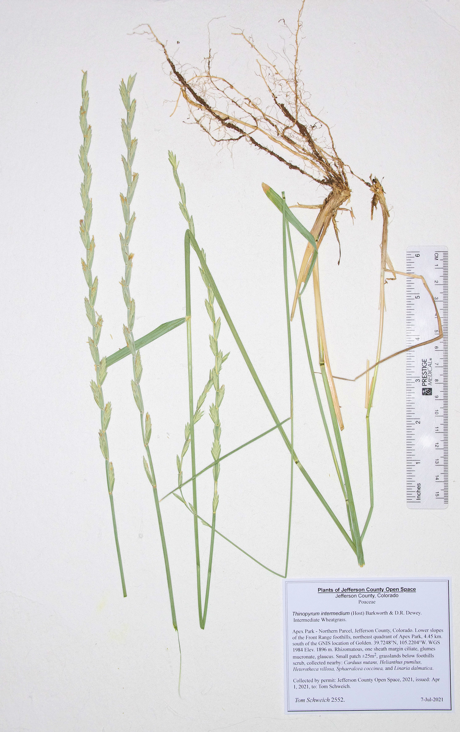 Thinopyrum intermedium