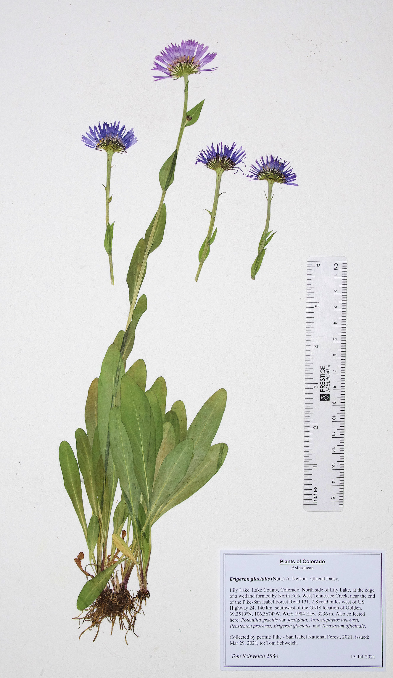 Asteraceae Erigeron glacialis