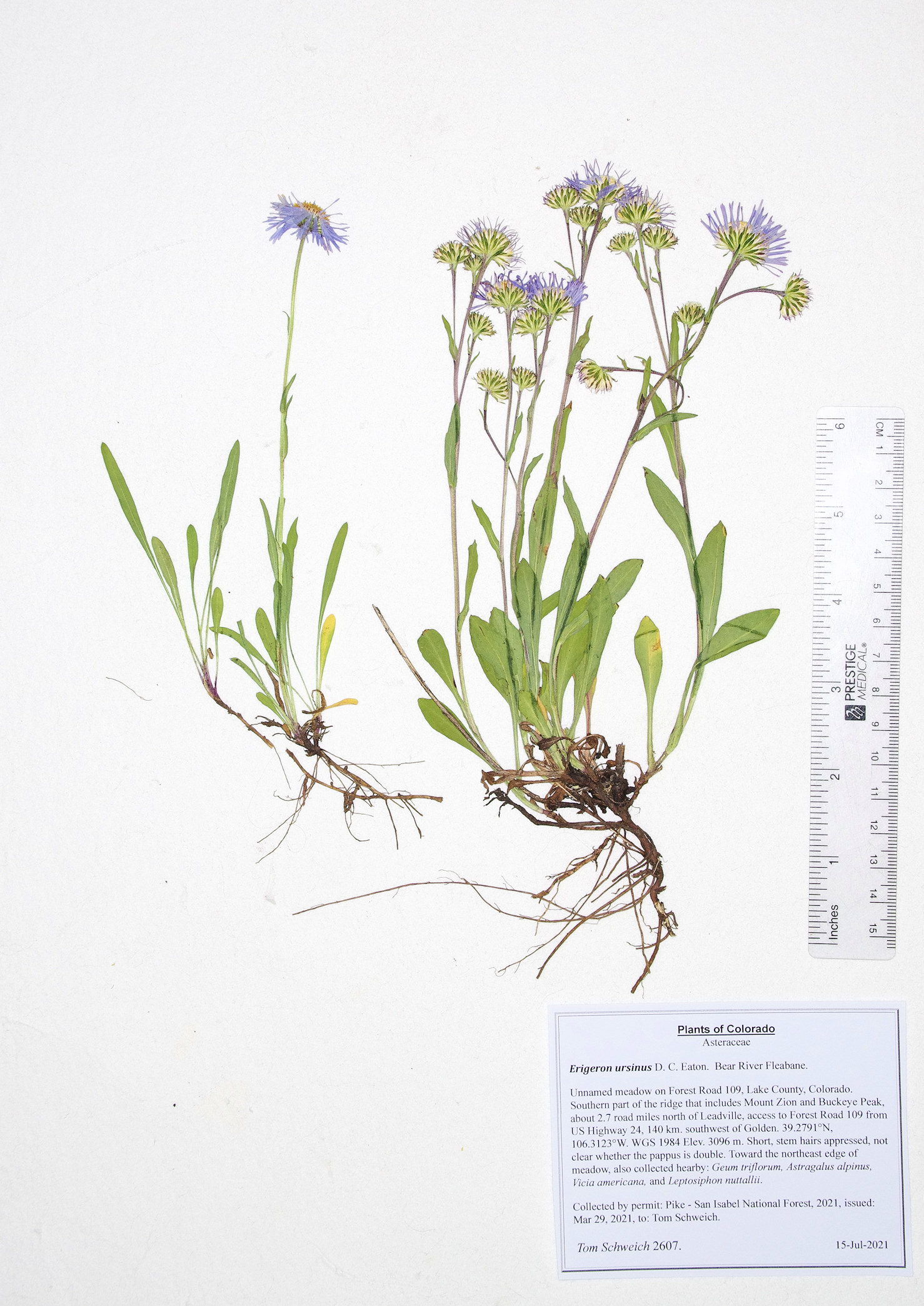 Asteraceae Erigeron ursinus
