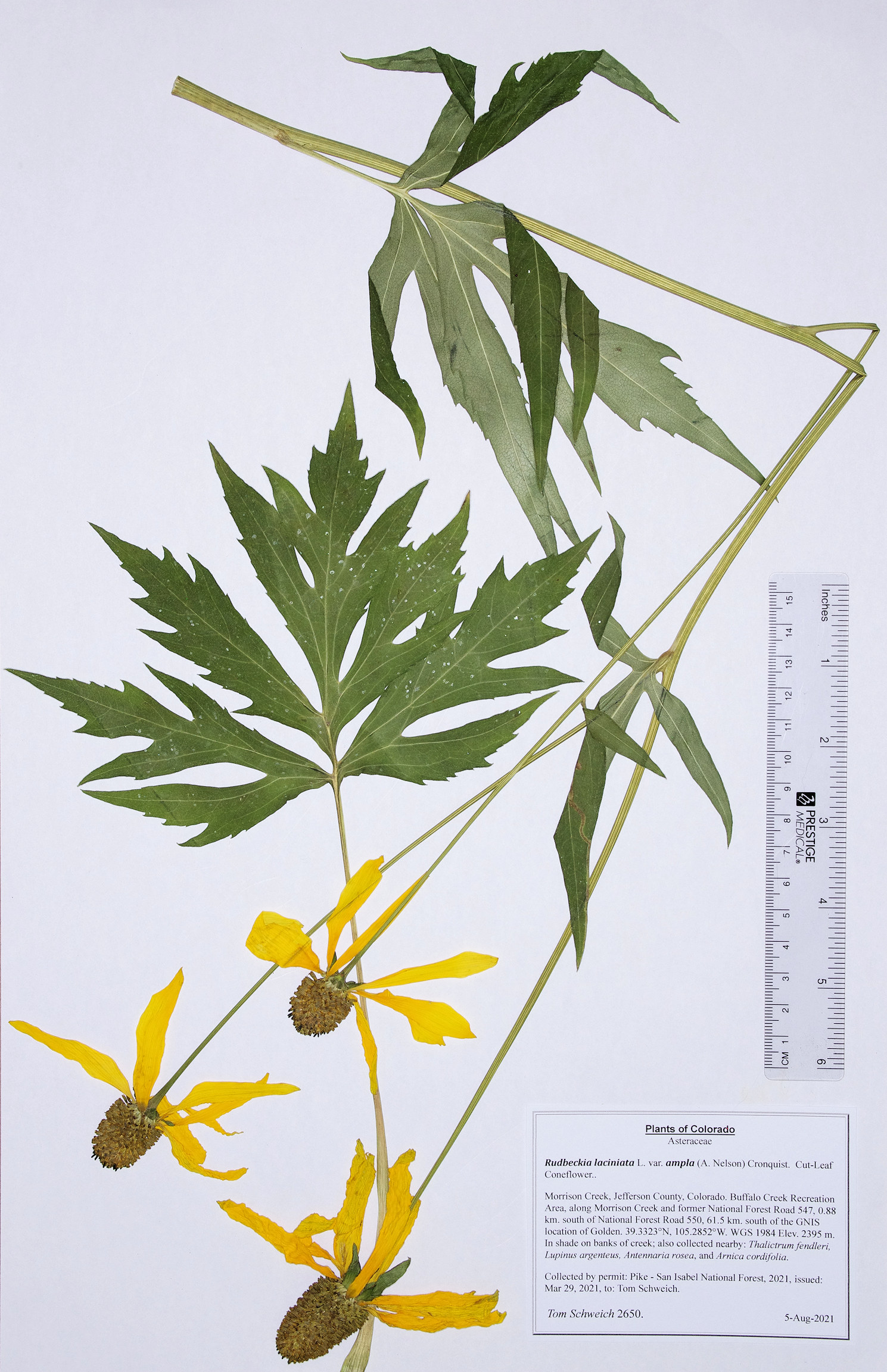 Asteraceae Rudbeckia laciniata ampla
