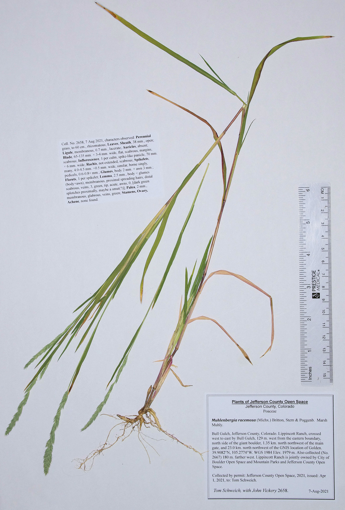 Poaceae Muhlenbergia racemosa