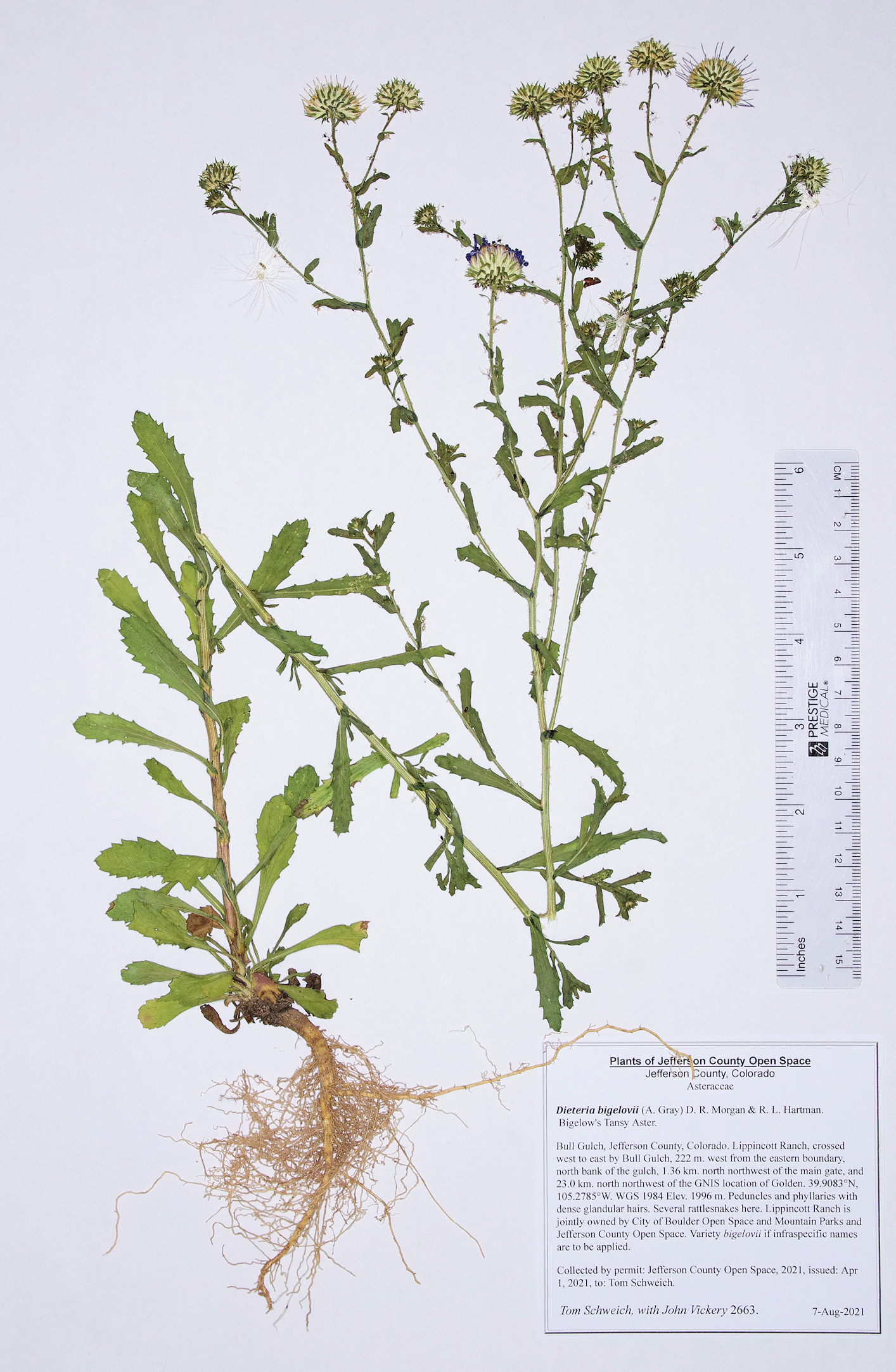 Asteraceae Dieteria bigelovii