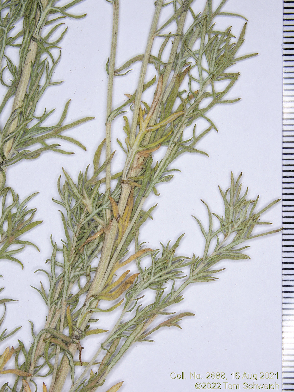 Asteraceae Artemisia ludoviciana incompta