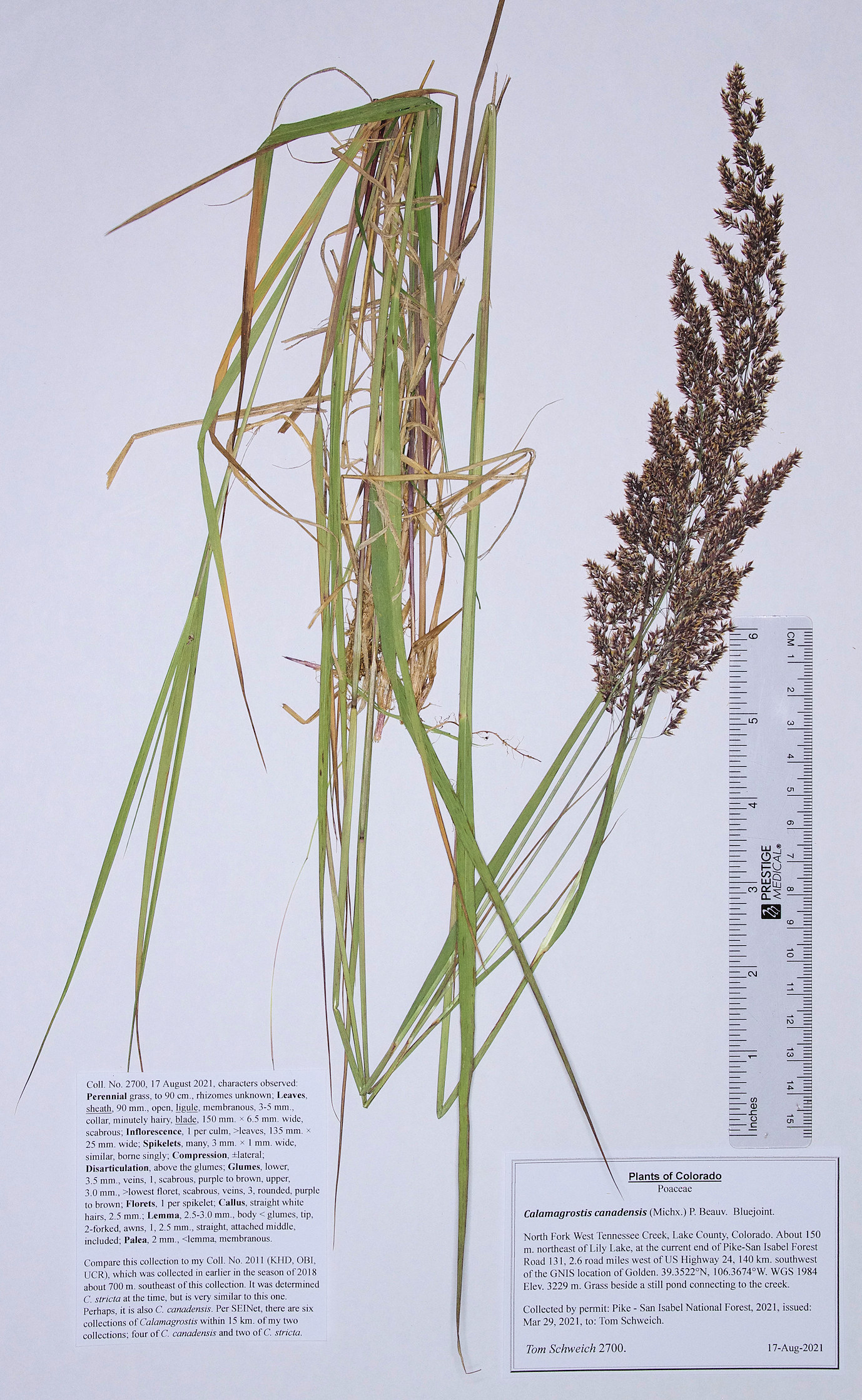 Poaceae Calamagrostis canadensis