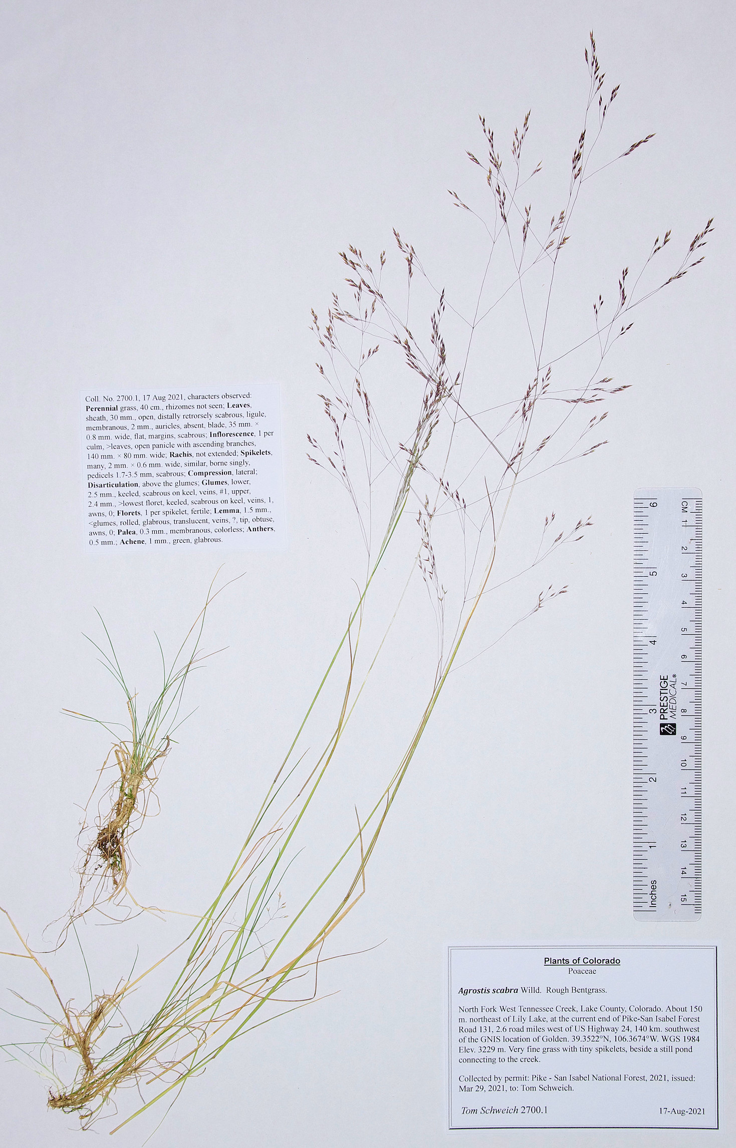 Poaceae Agrostis scabra