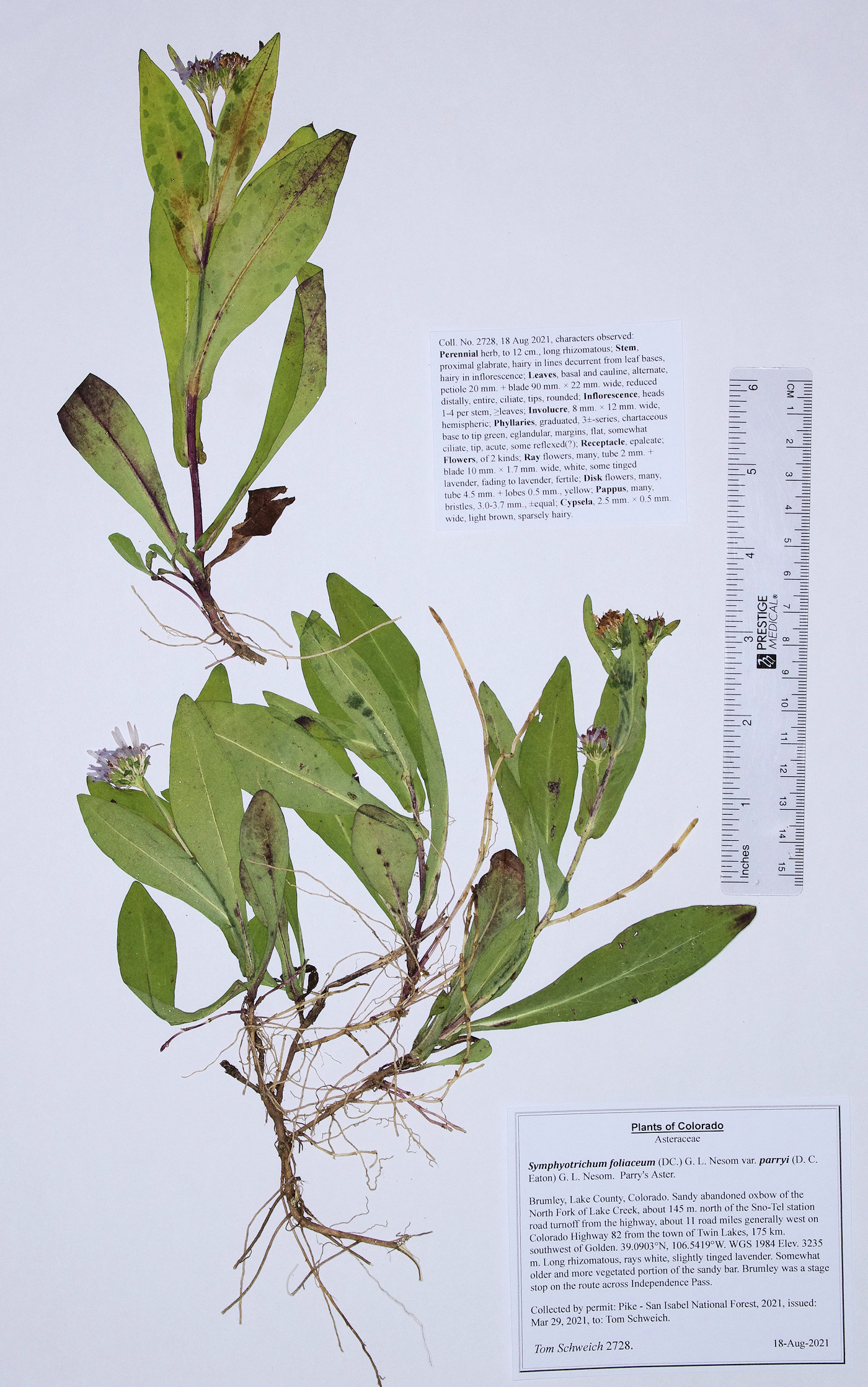 Asteraceae Symphyotrichum foliaceum parryi