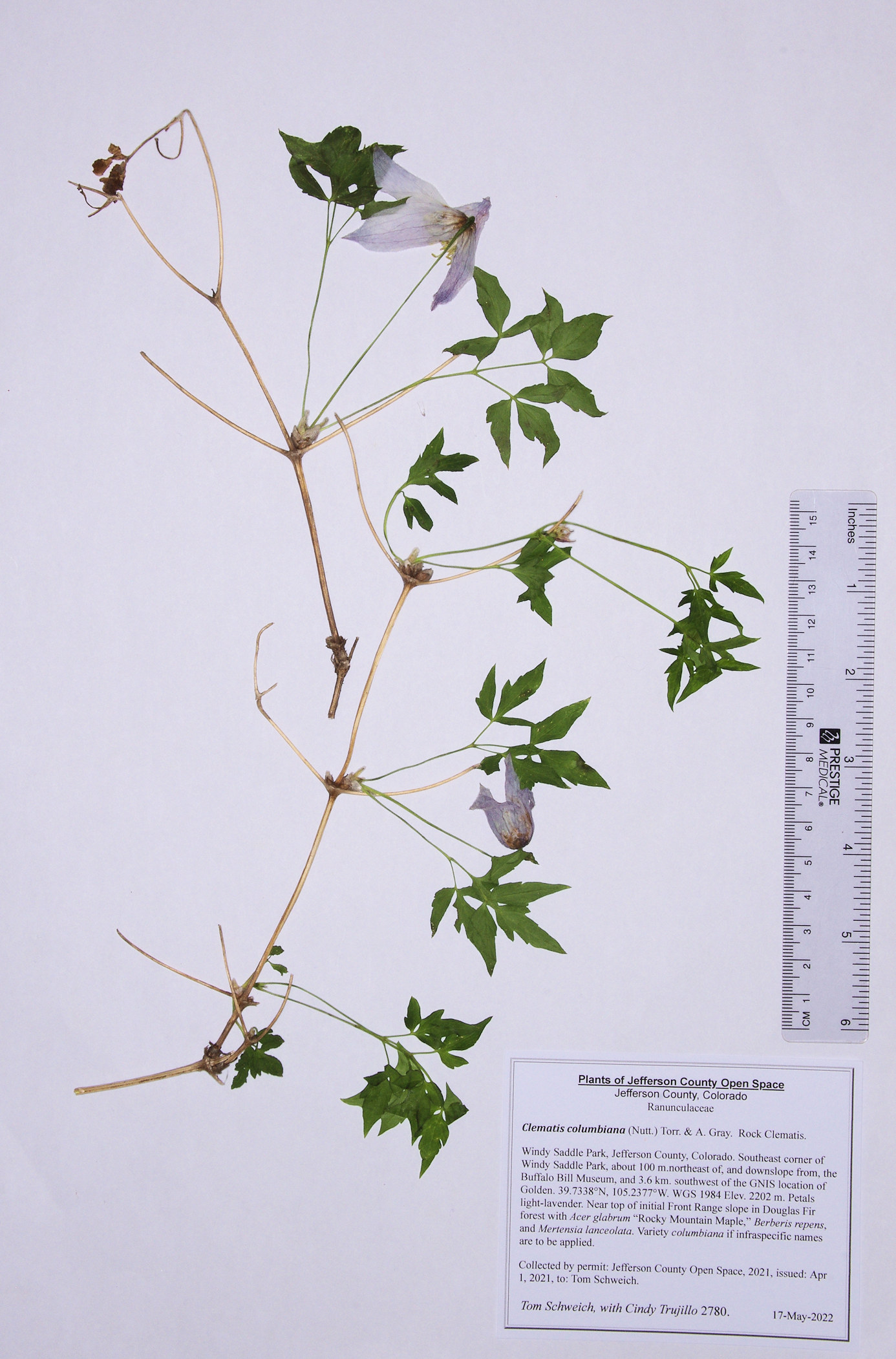 Ranunculaceae Clematis comumbiana