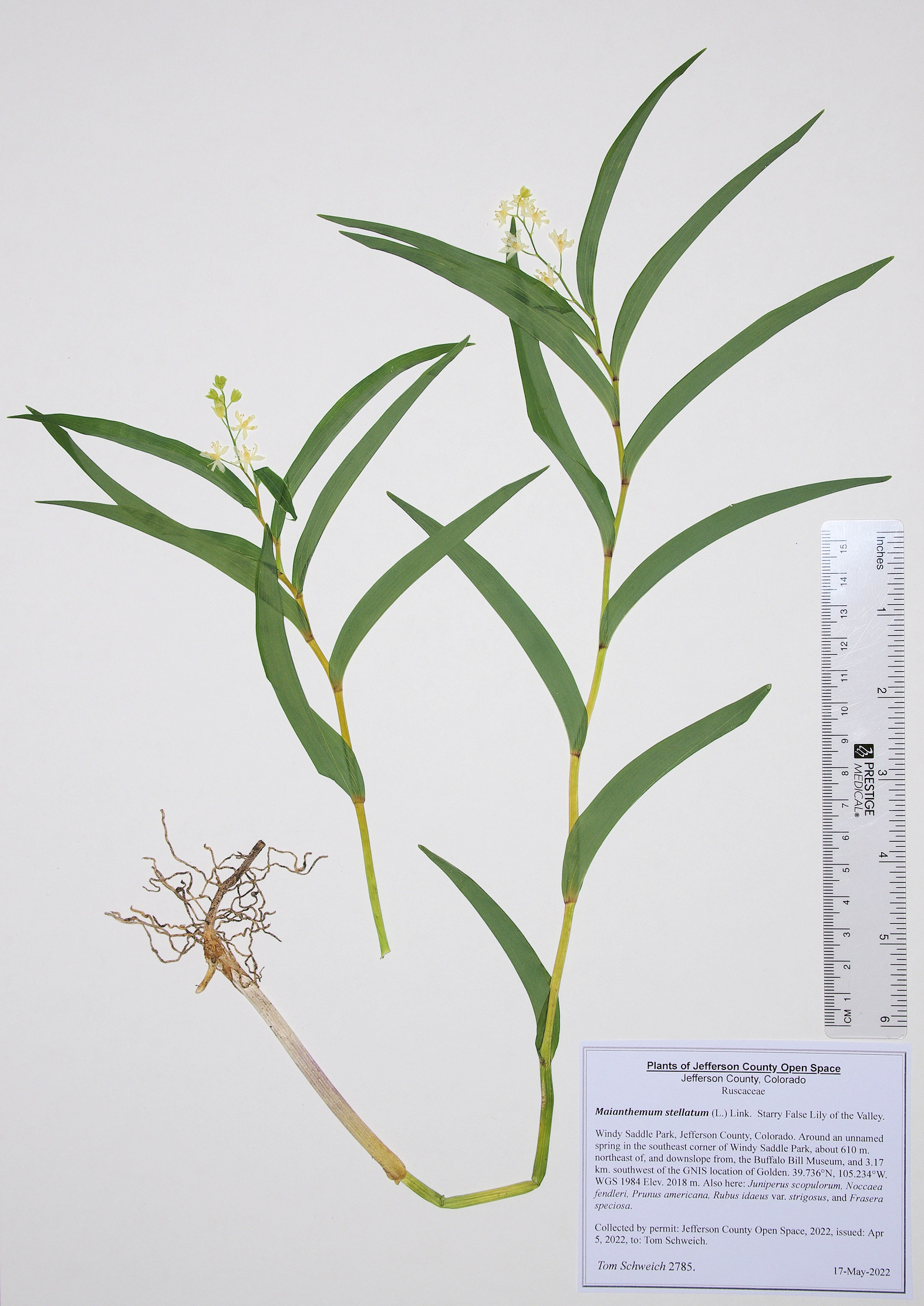 Ruscaceae Maianthemum stellatum