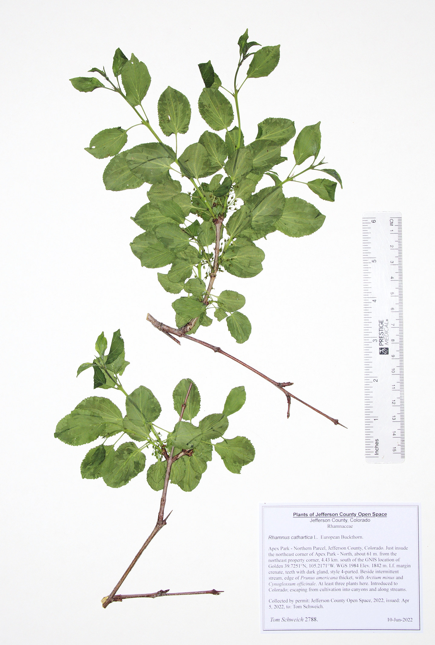 Rhamnaceae Rhamnus cathartica