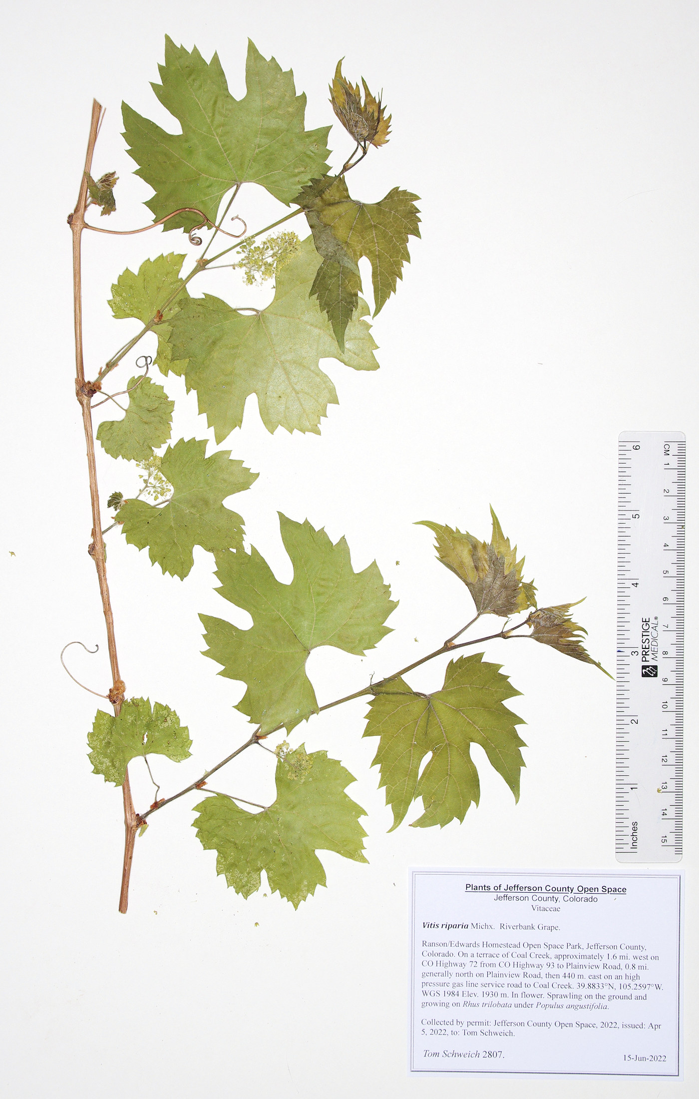 Vitaceae Vitis riparia