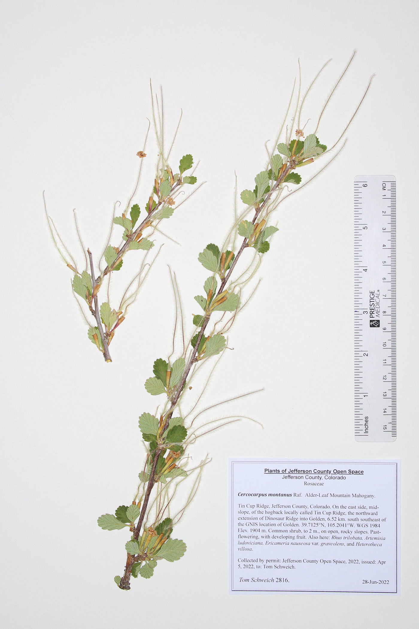 Rosaceae Cercocarpus montanus