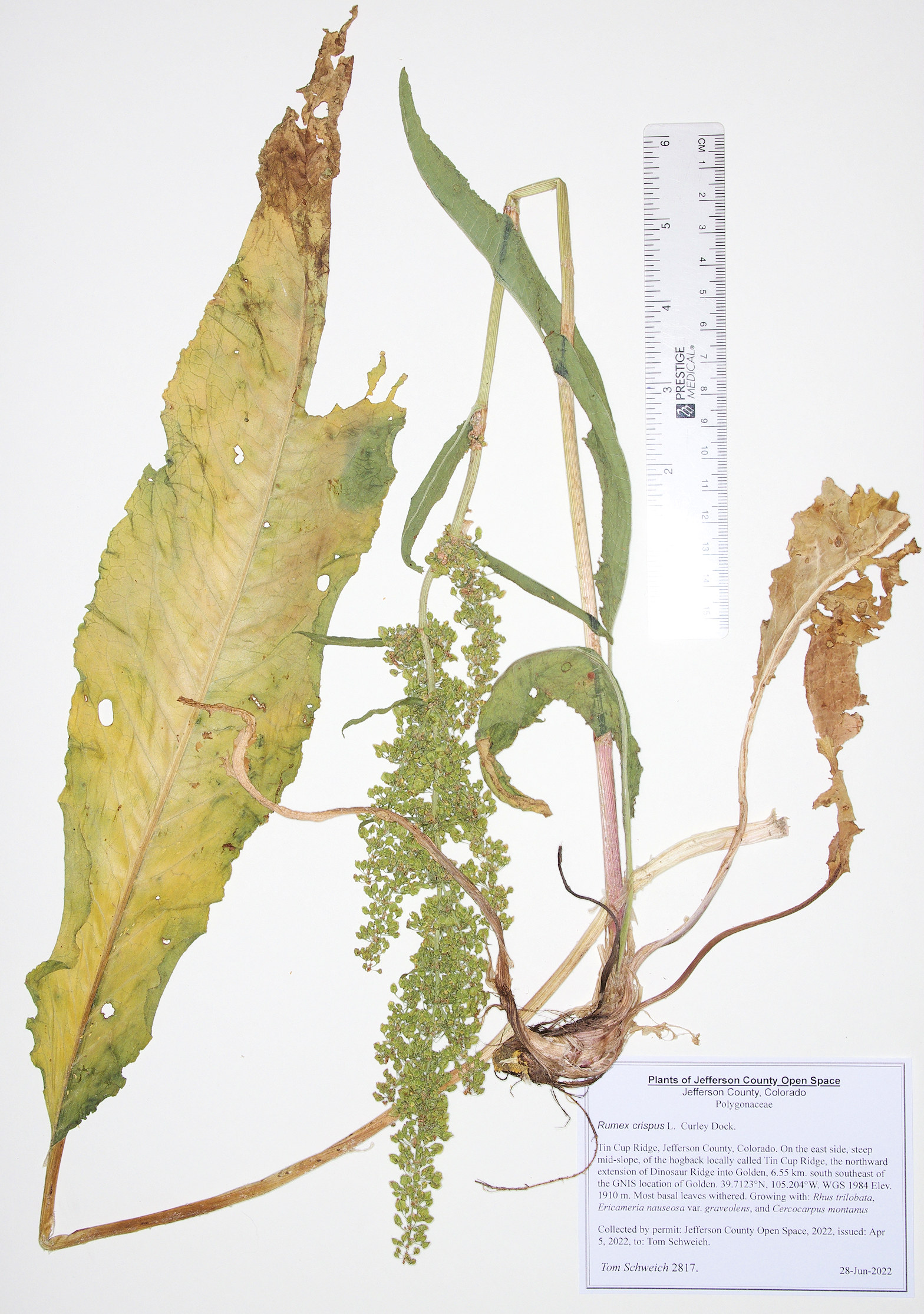Polygonaceae Rumex crispus
