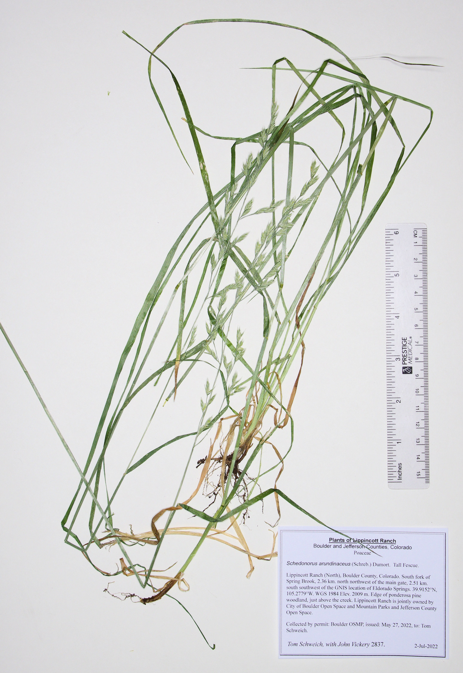 Poaceae Schedonorus arundinaceus