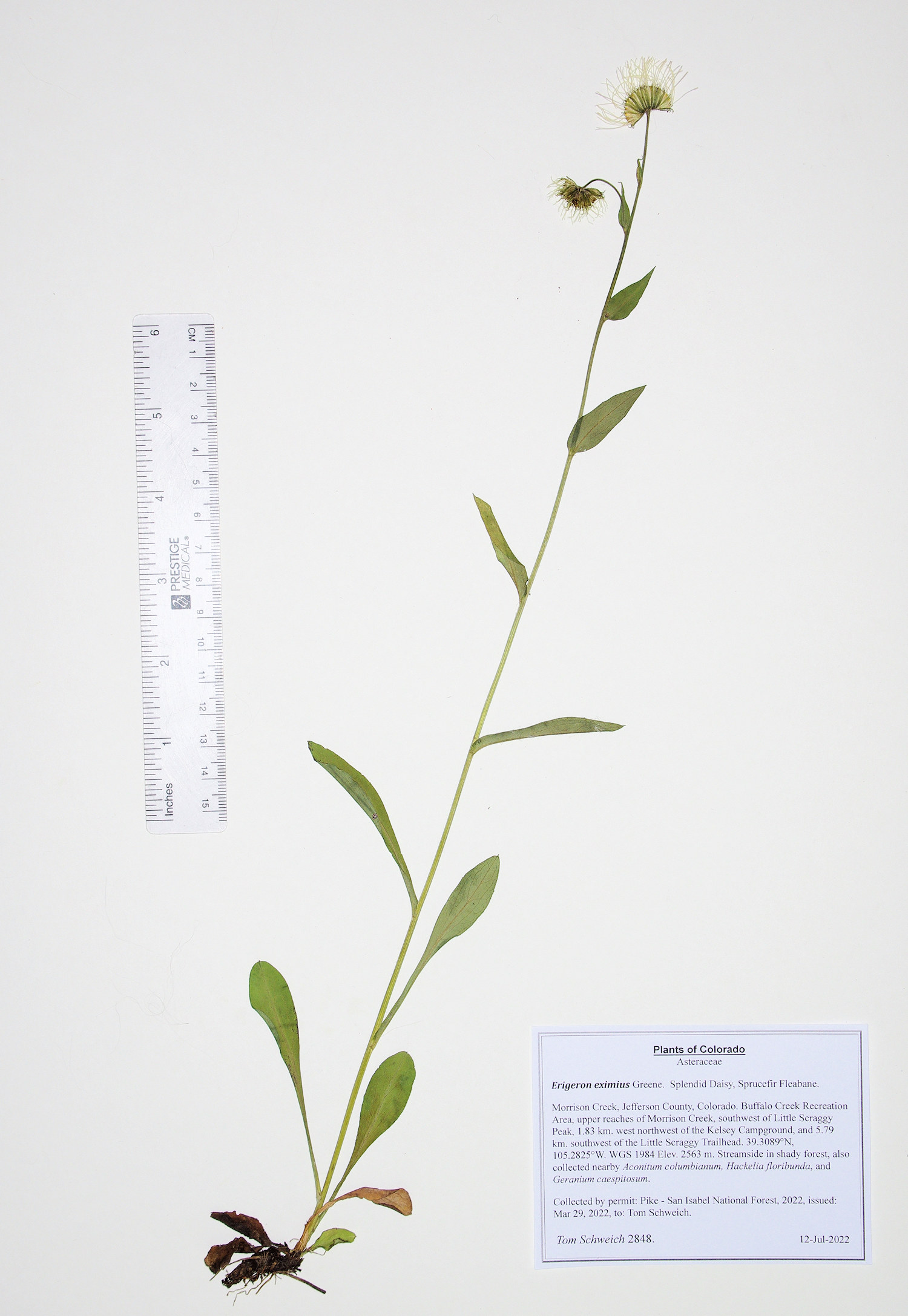Asteraceae Erigeron eximius