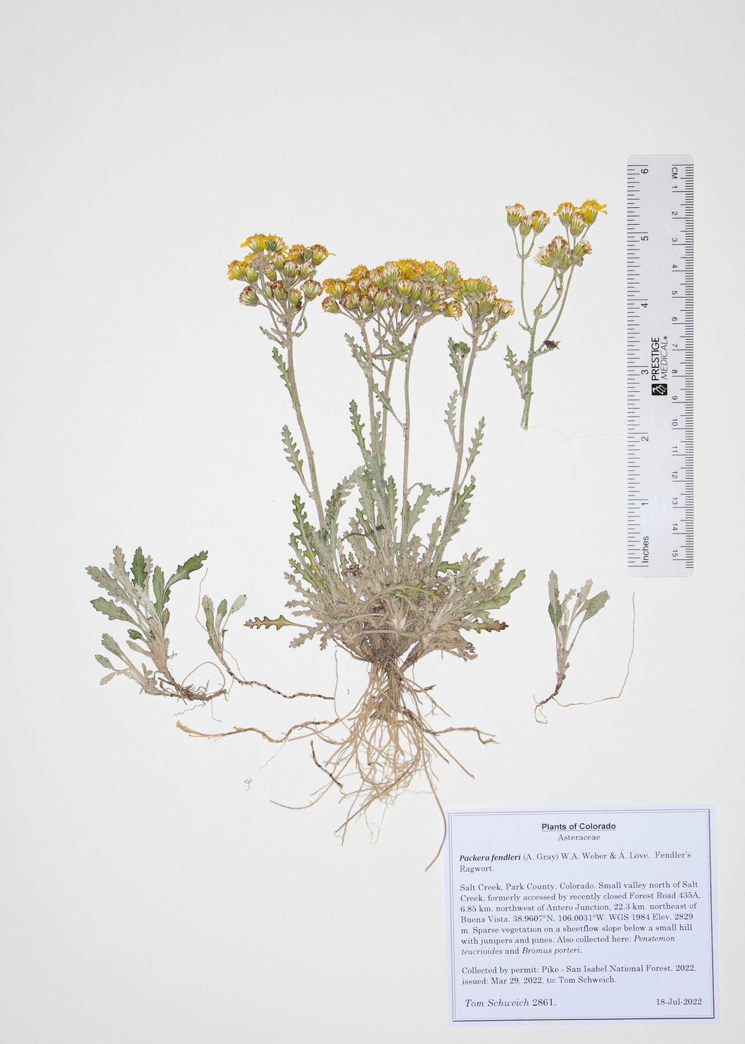 Asteraceae Packera fendleri