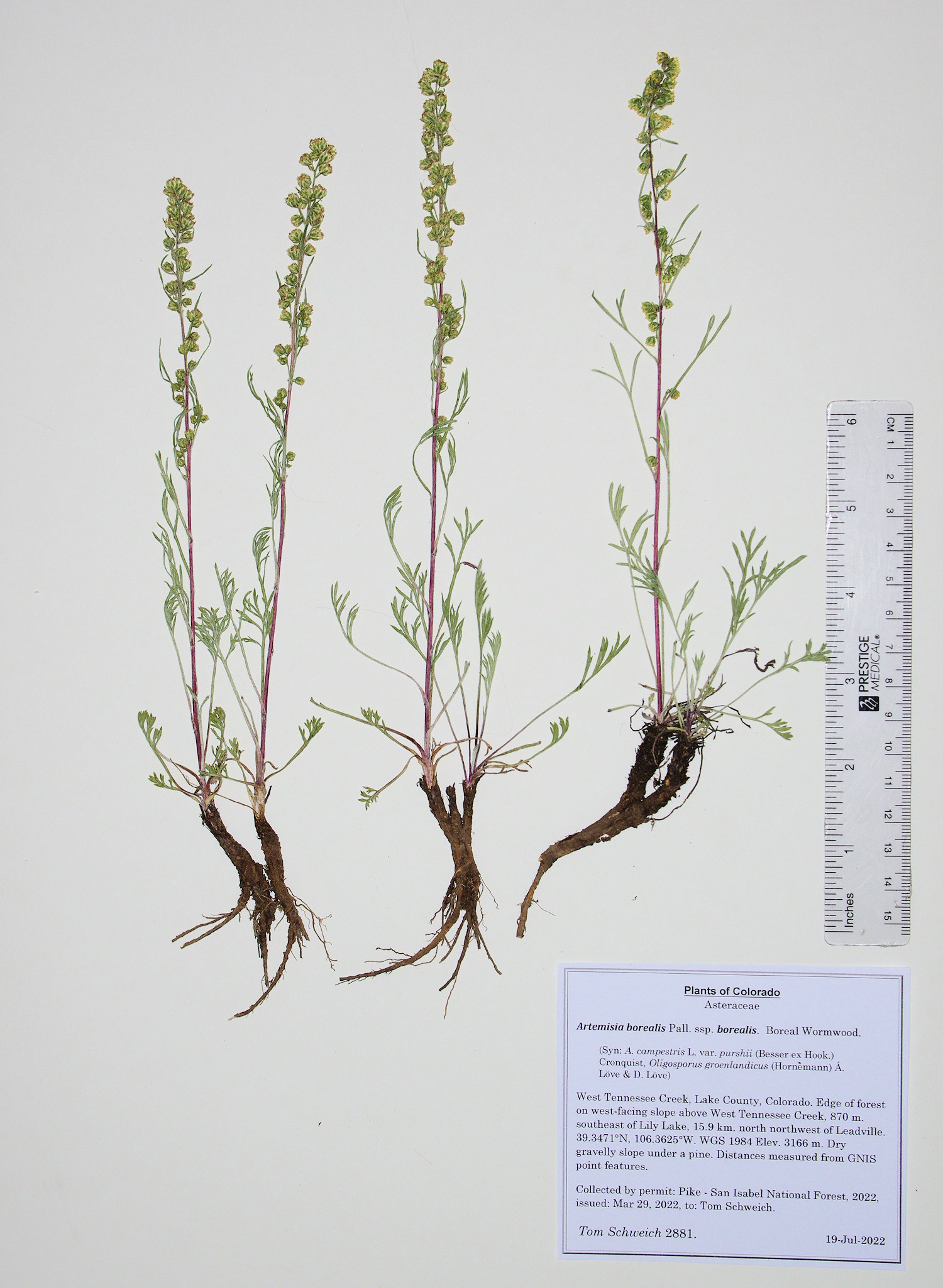 Asteraceae Artemisia borealis borealis