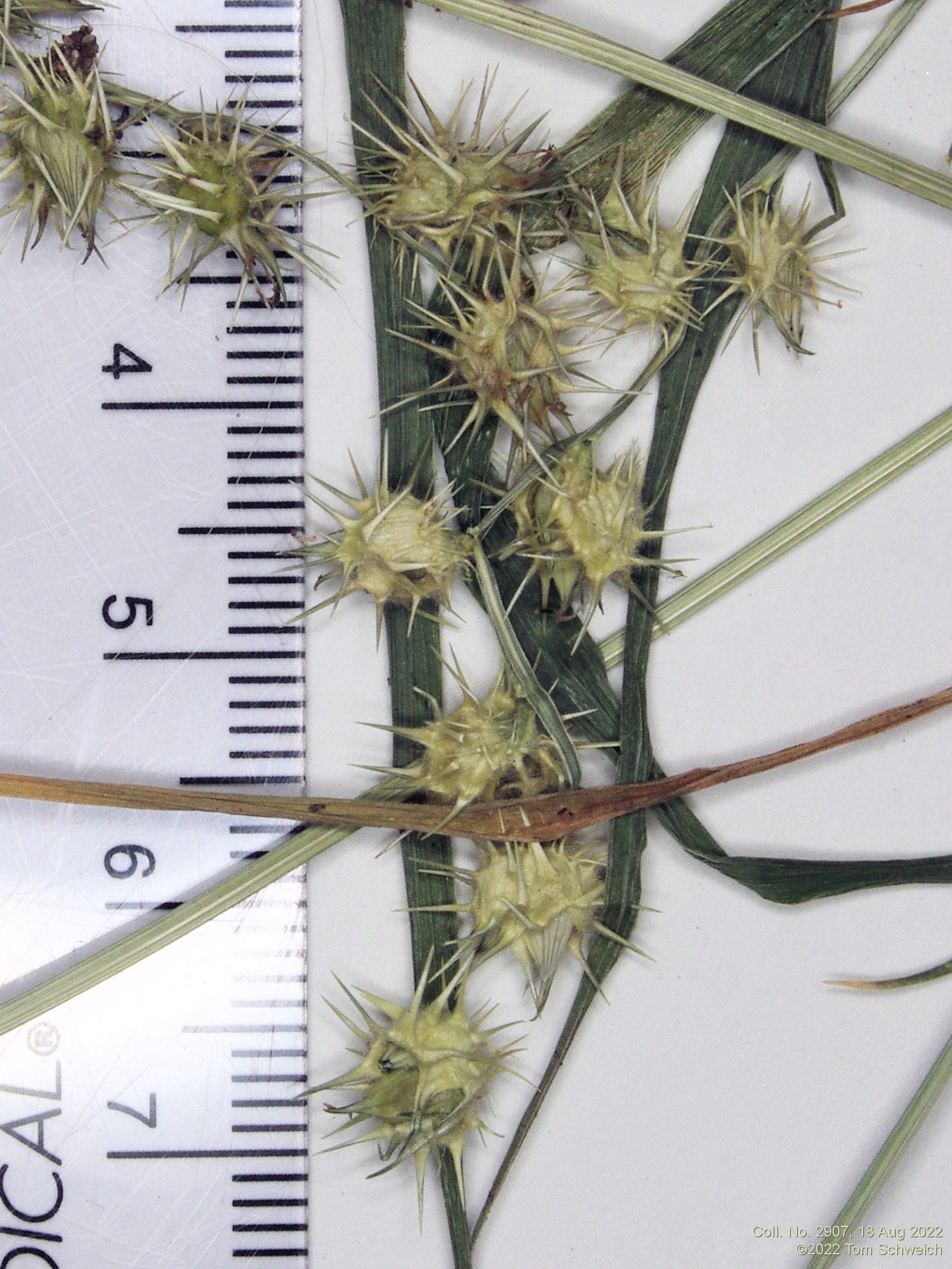 Poaceae Cenchrus longispinus