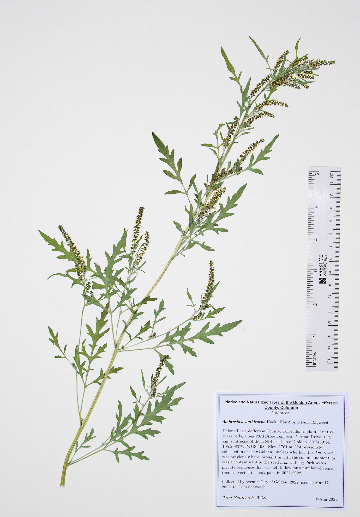 Asteraceae Ambrosia acanthicarpa