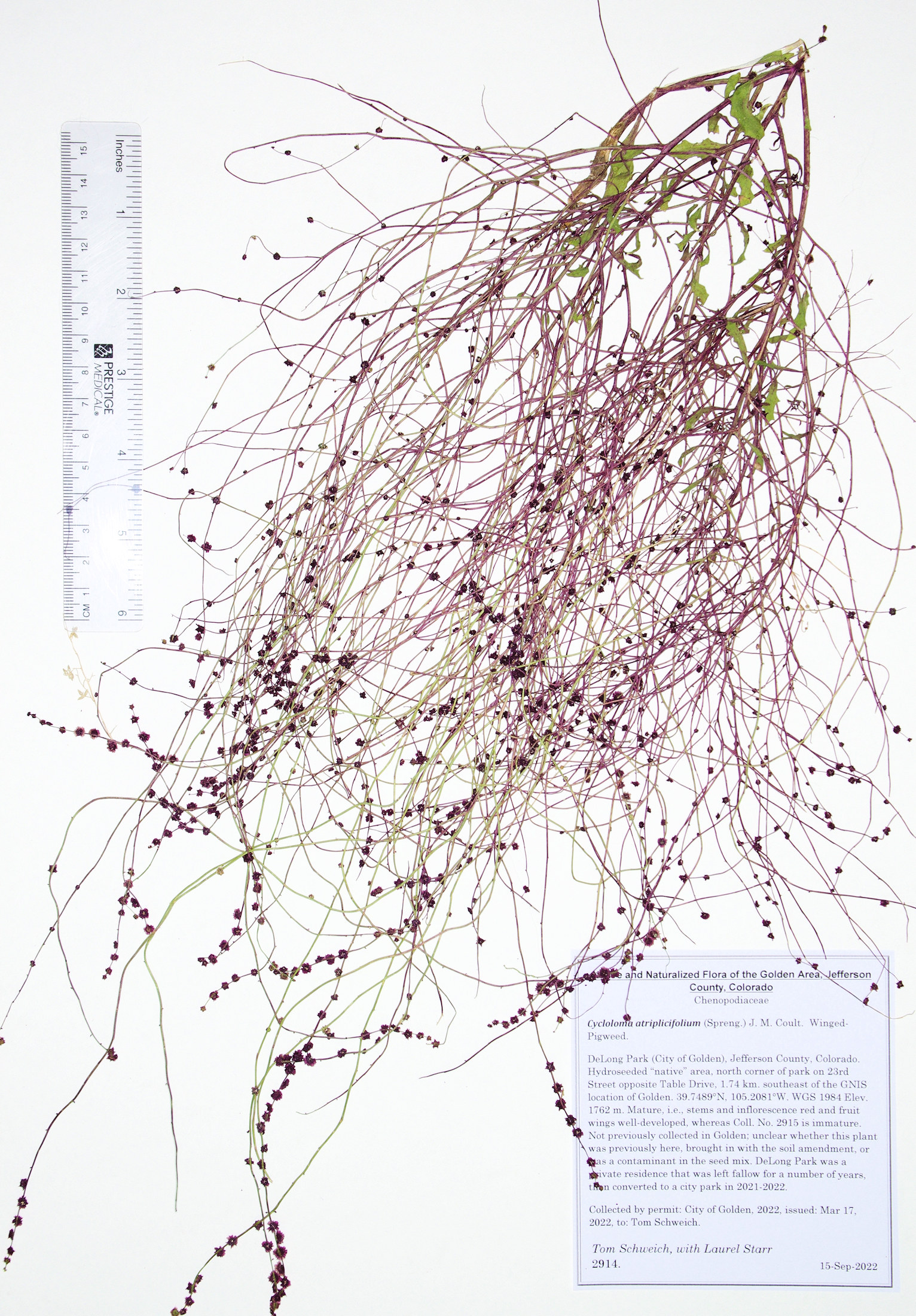 Chenopodiaceae Cycloloma atriplicifolium