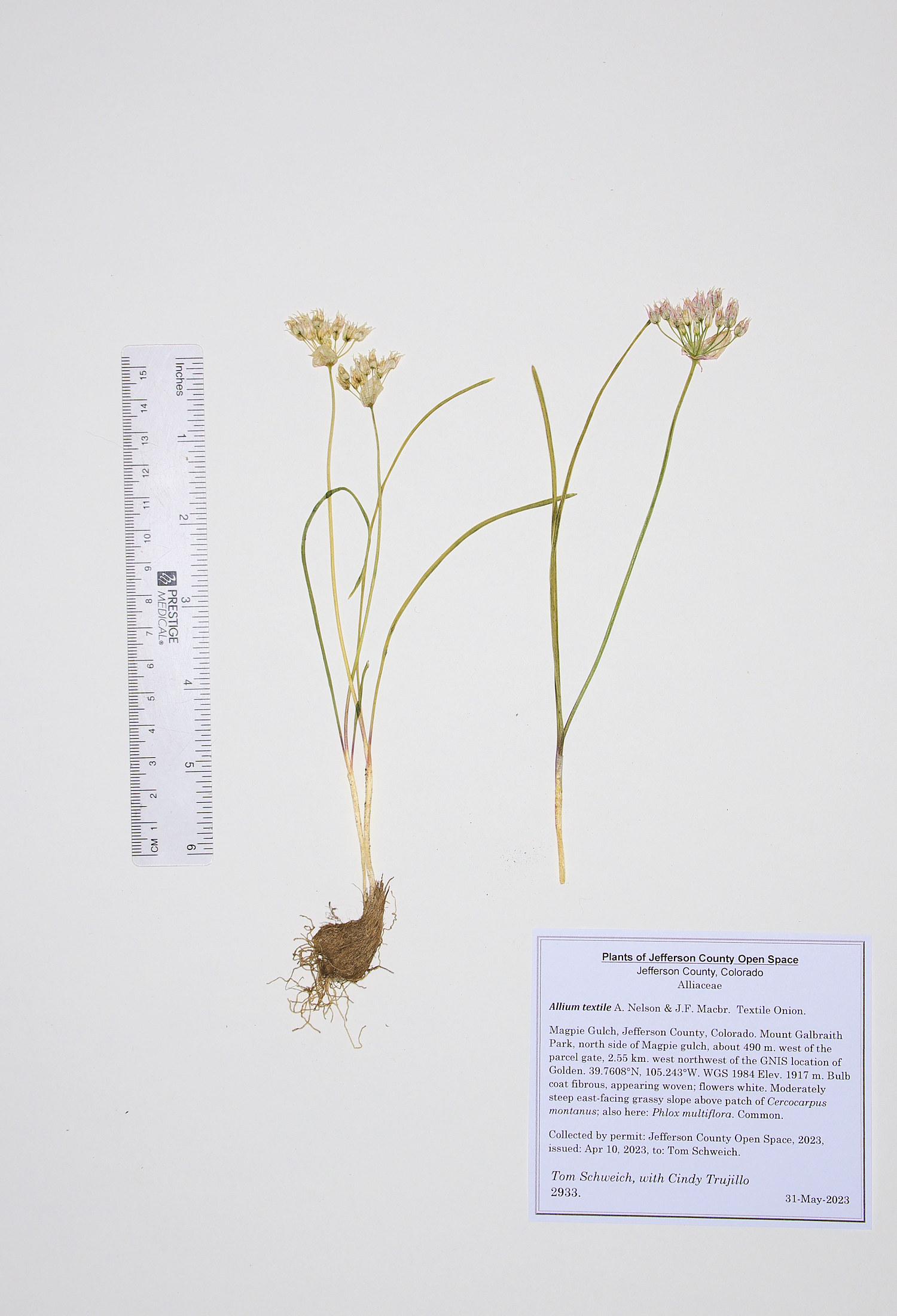 Alliaceae Allium textile