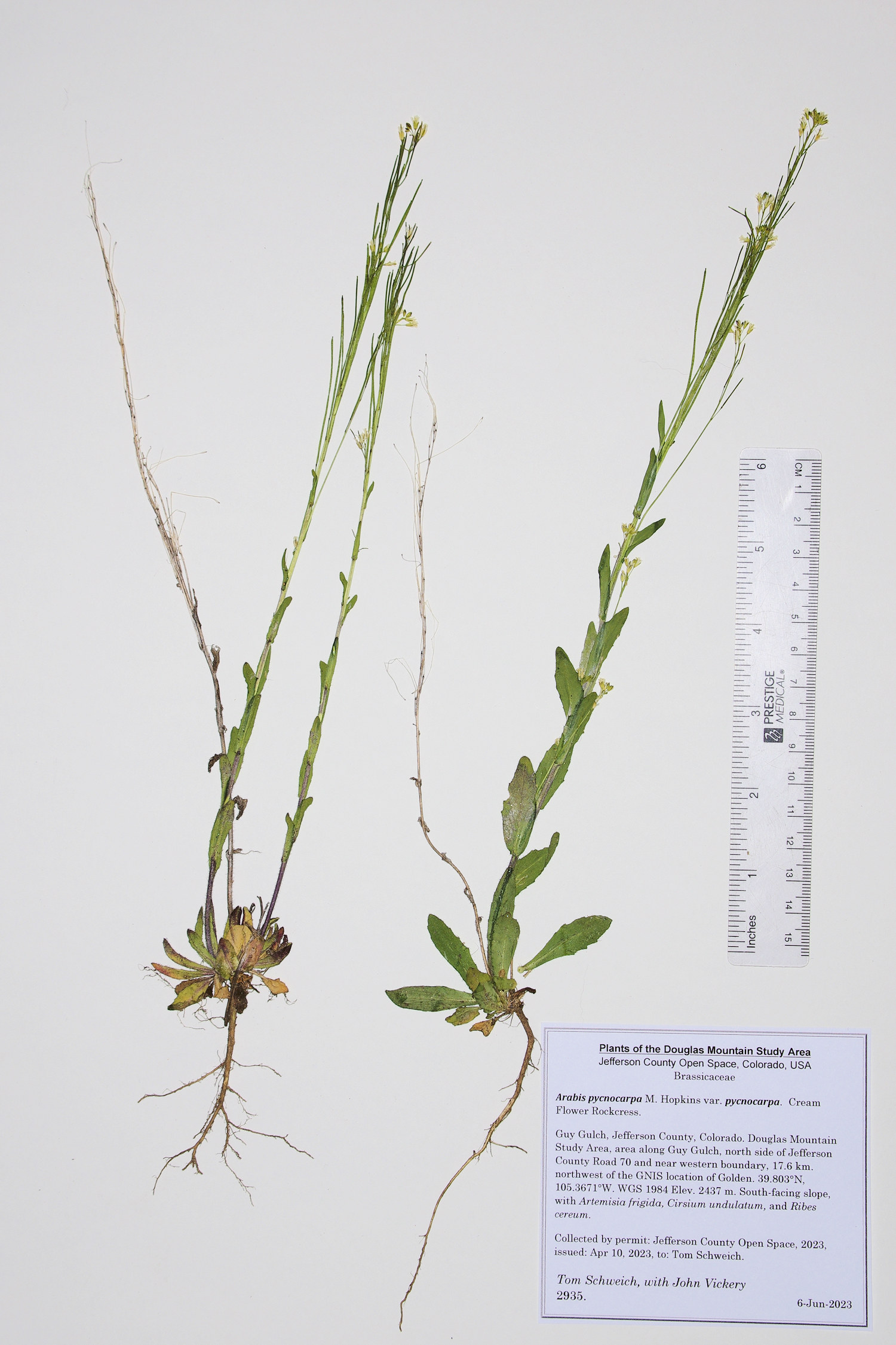 Brassicaceae Arabis pycnocarpa pycnocarpa