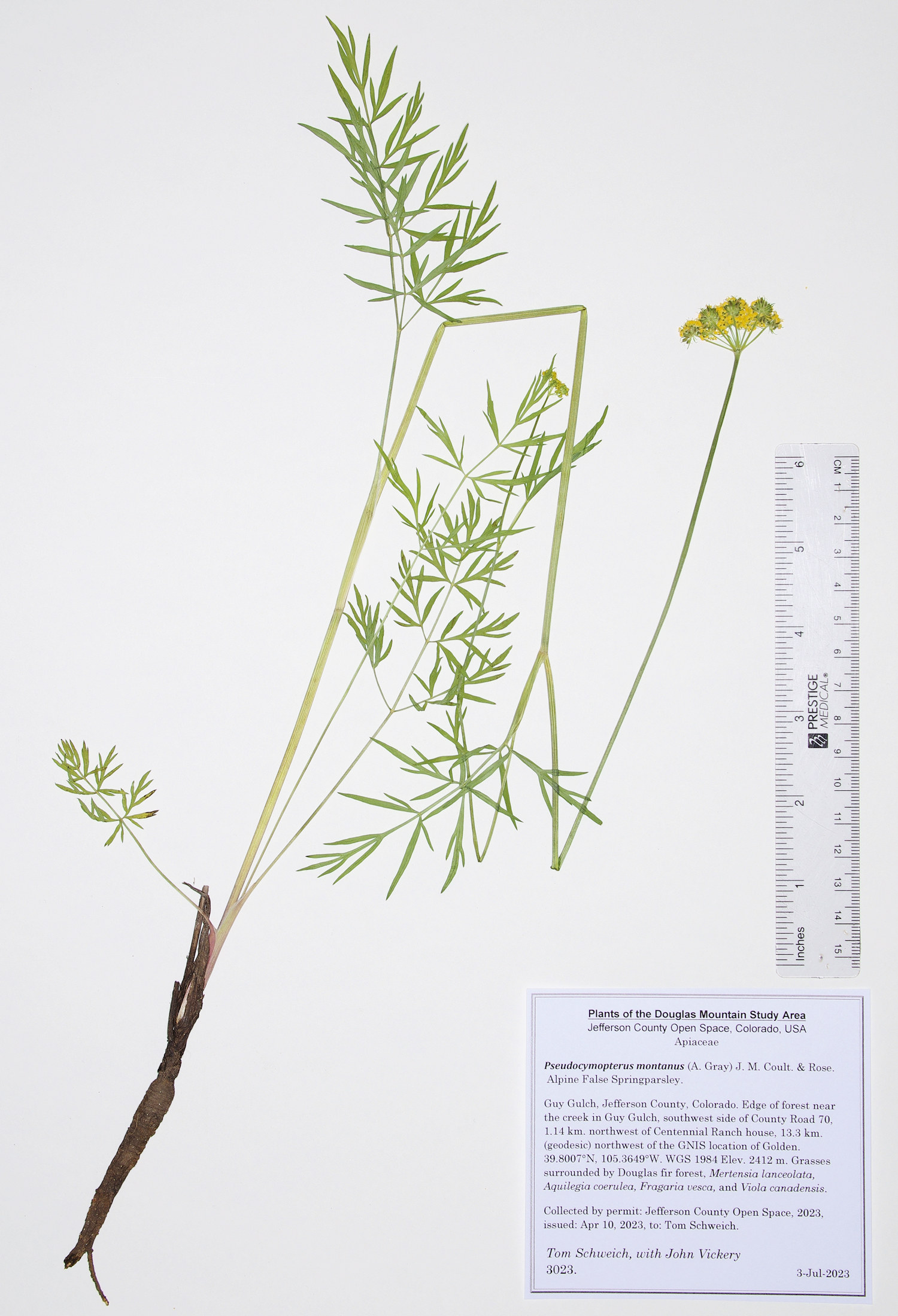 Apiaceae Cymopterus lemmonii