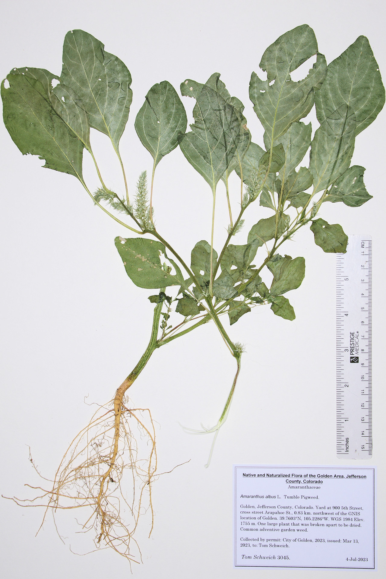 Amaranthaceae Amaranthus albus