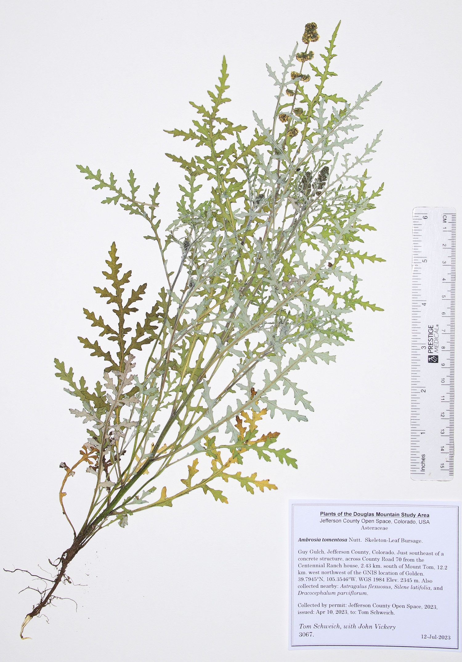 Asteraceae, Ambrosia tomentosa