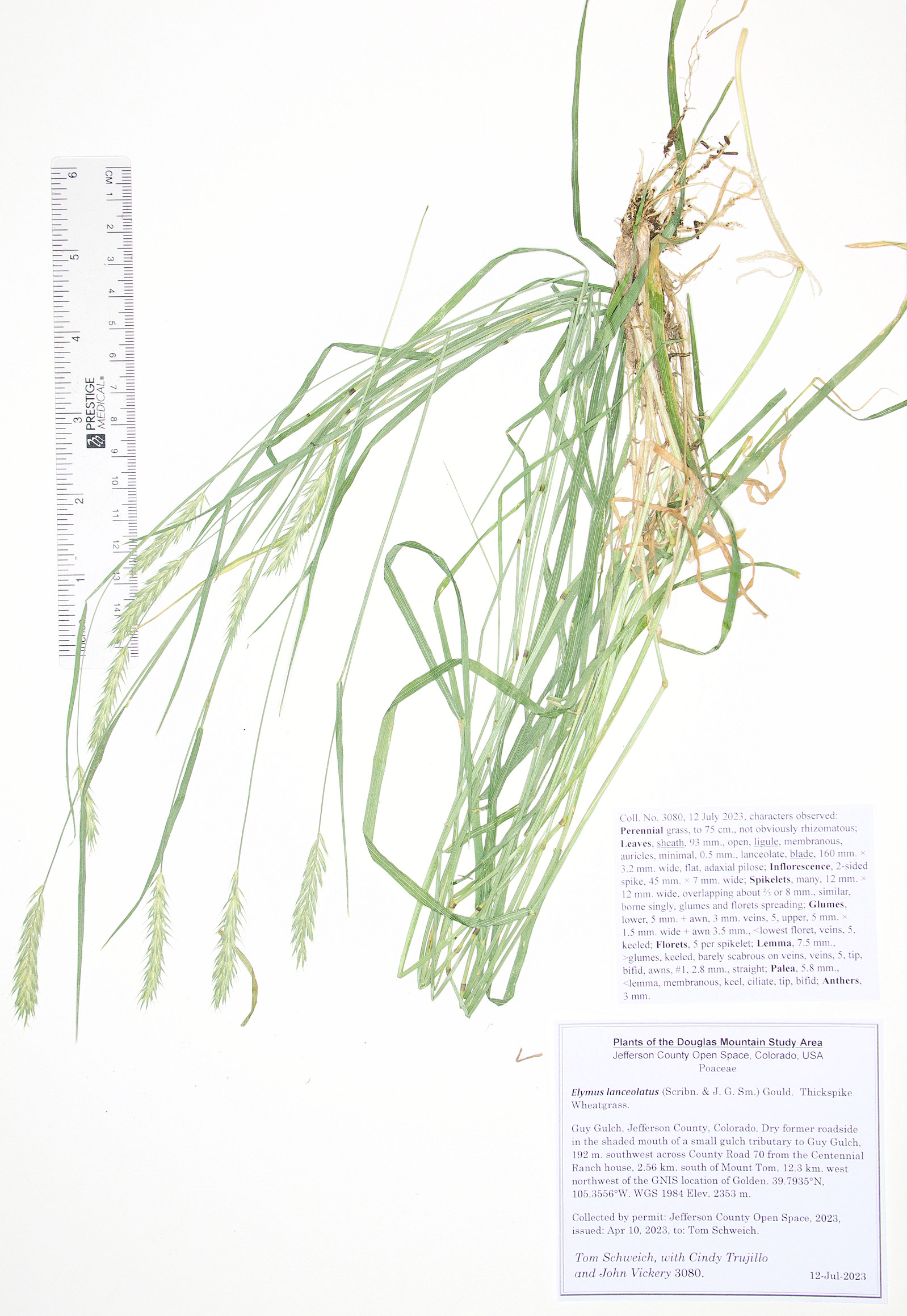 Poaceae Agropyron cristatum