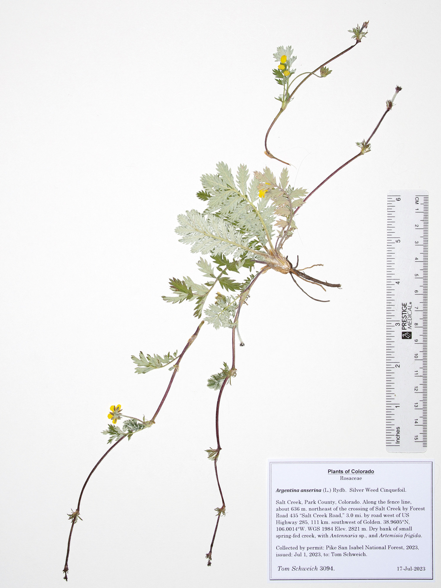 Rosaceae Argentina anserina