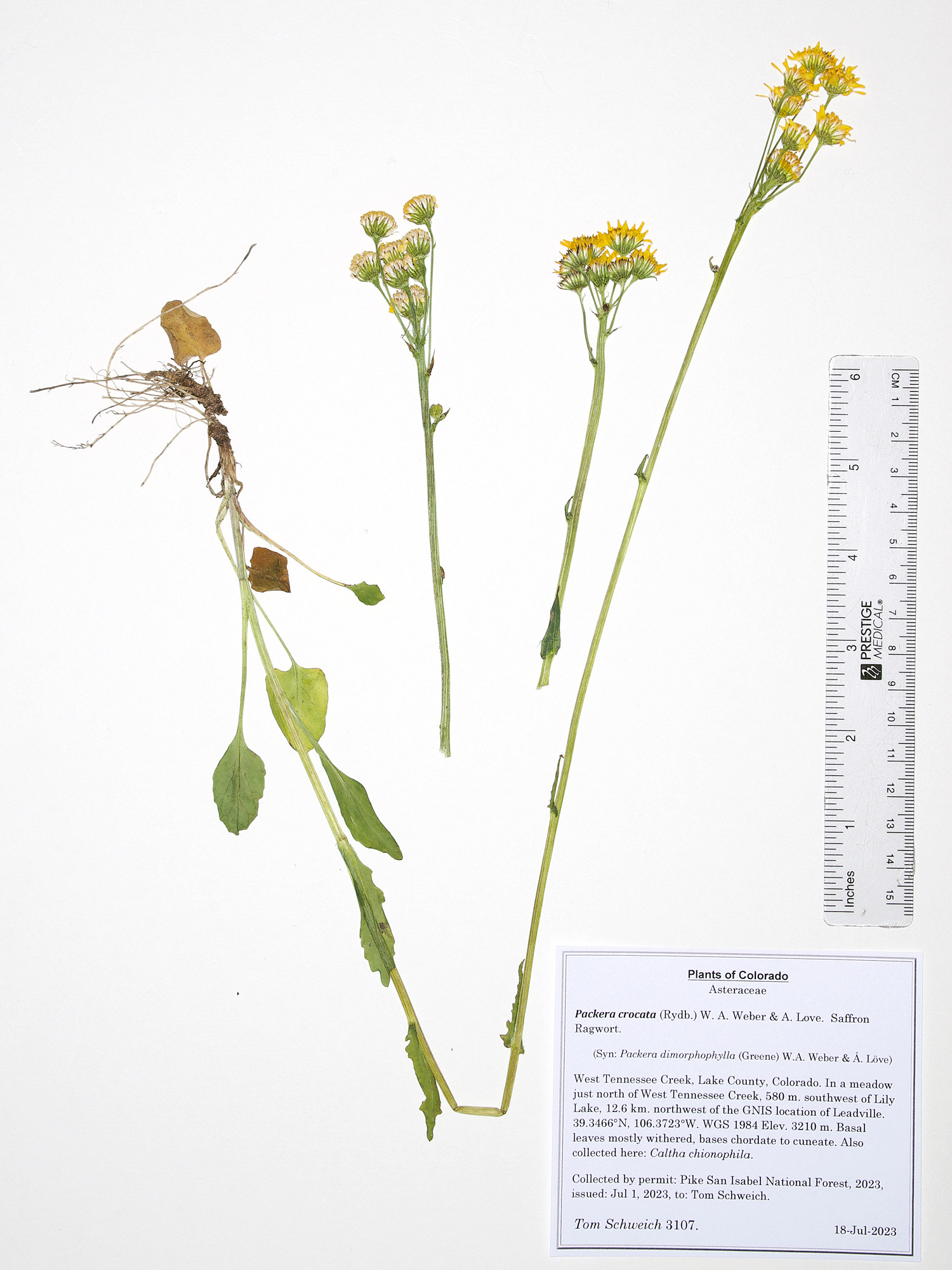 Asteraceae Packera crocata