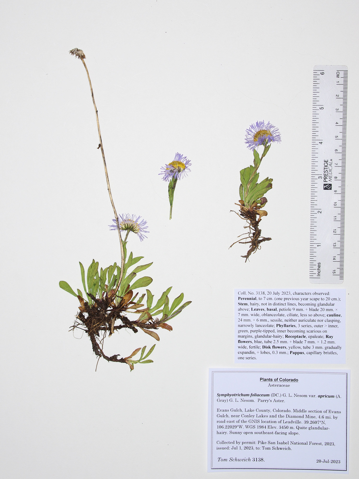 Asteraceae, Symphyotrichum foliaceum apricum