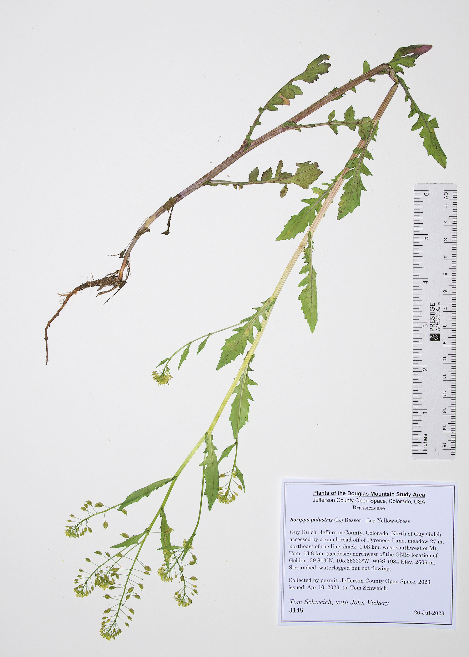 Brassicaceae Rorippa palustris