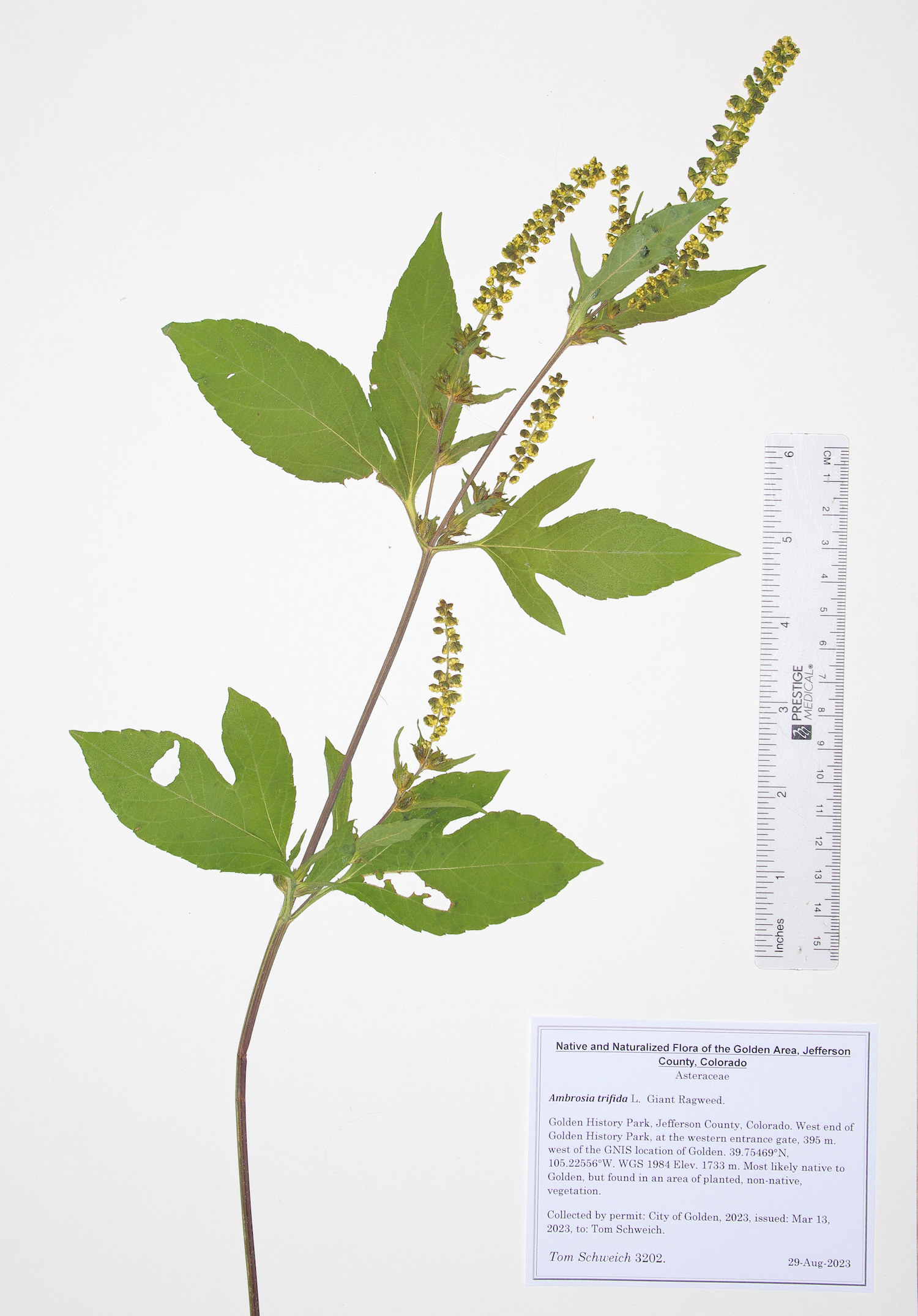 Asteraceae, Ambrosia trifida
