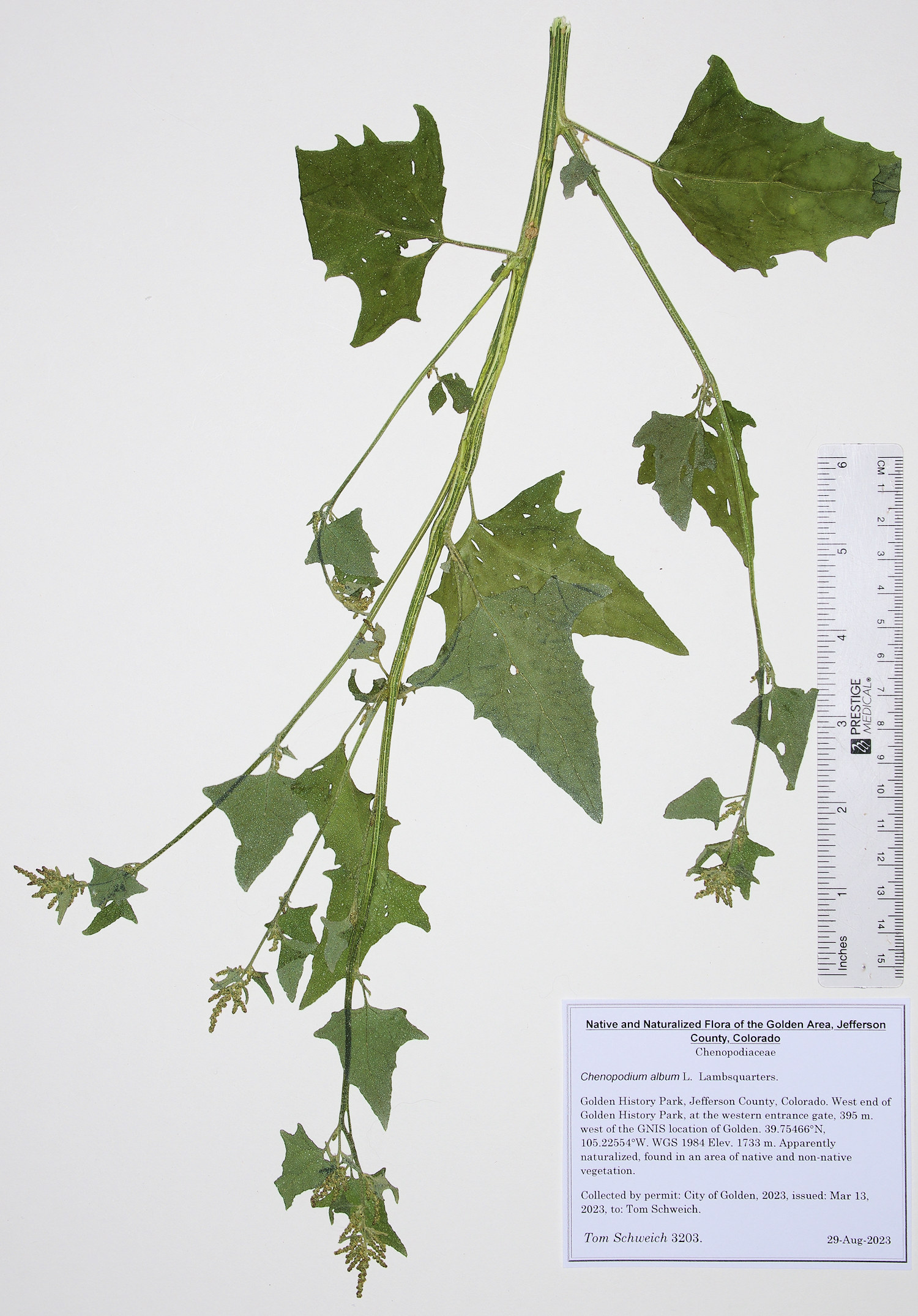 Chenopodiaceae Chenopodium album