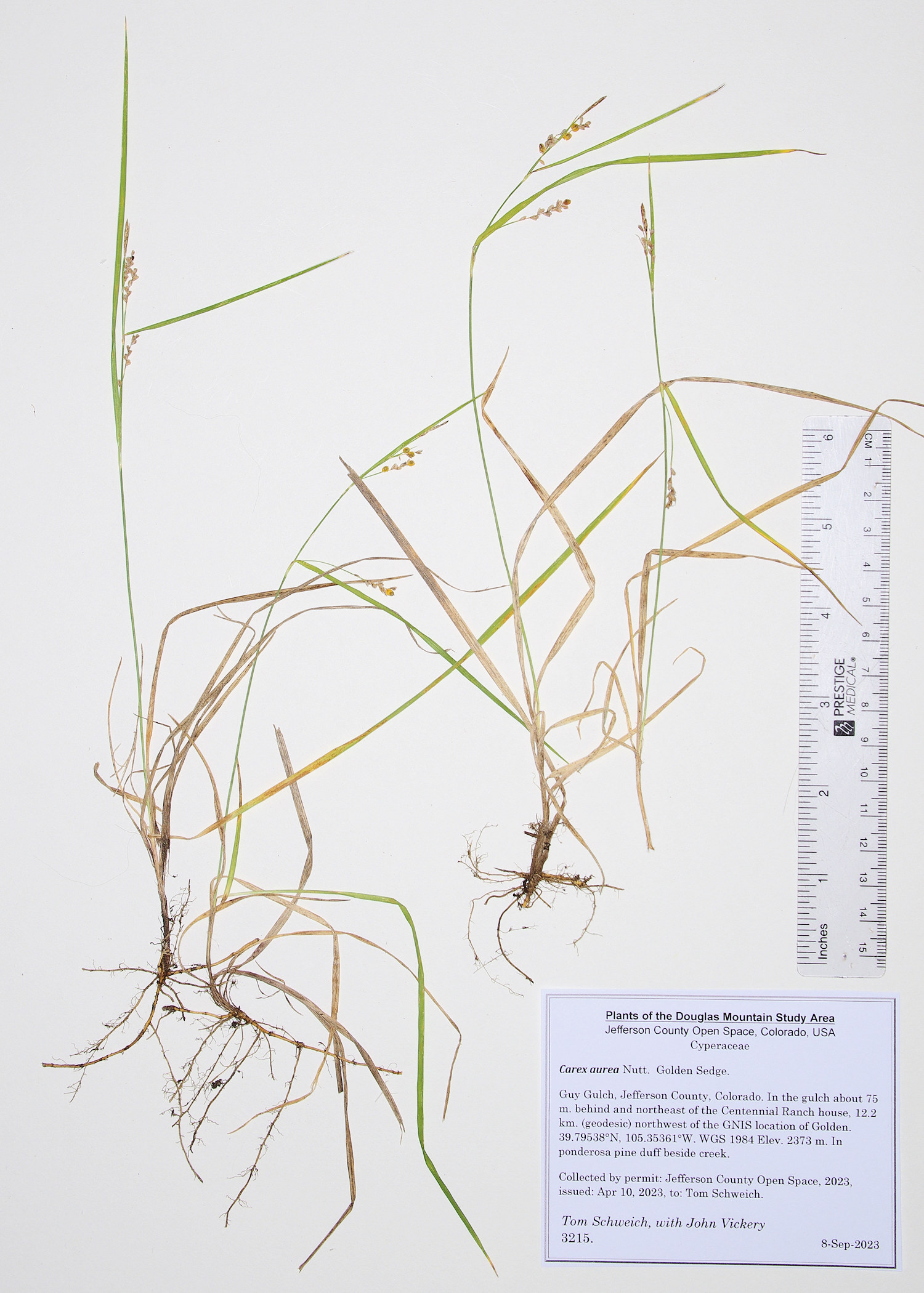 Cyperaceae Carex aurea