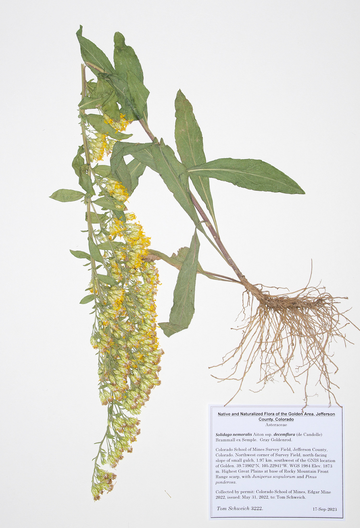Asteraceae, Solidago nemoralis decemflora
