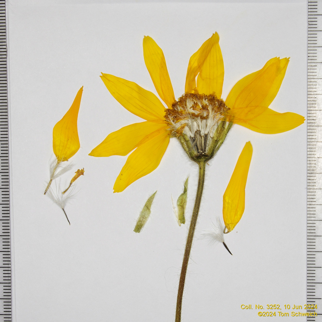 Asteraceae, Arnica cordifolia