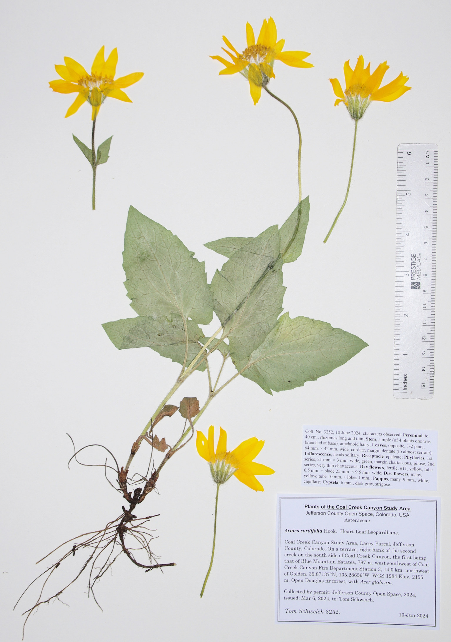 Asteraceae, Arnica cordifolia