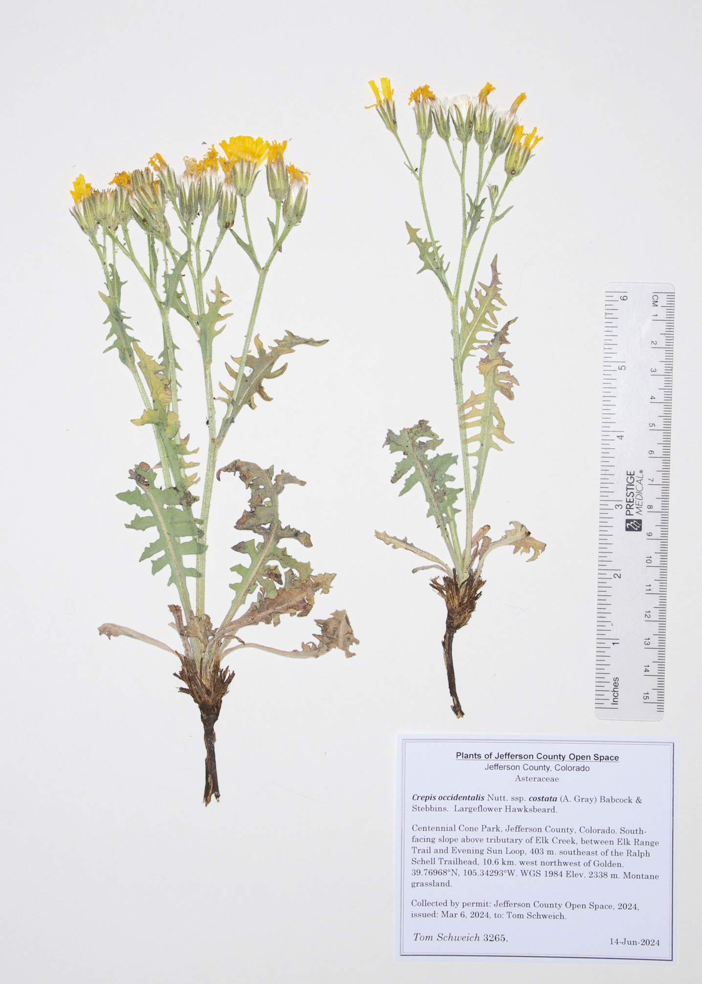Asteraceae, Crepis occidentalis costata