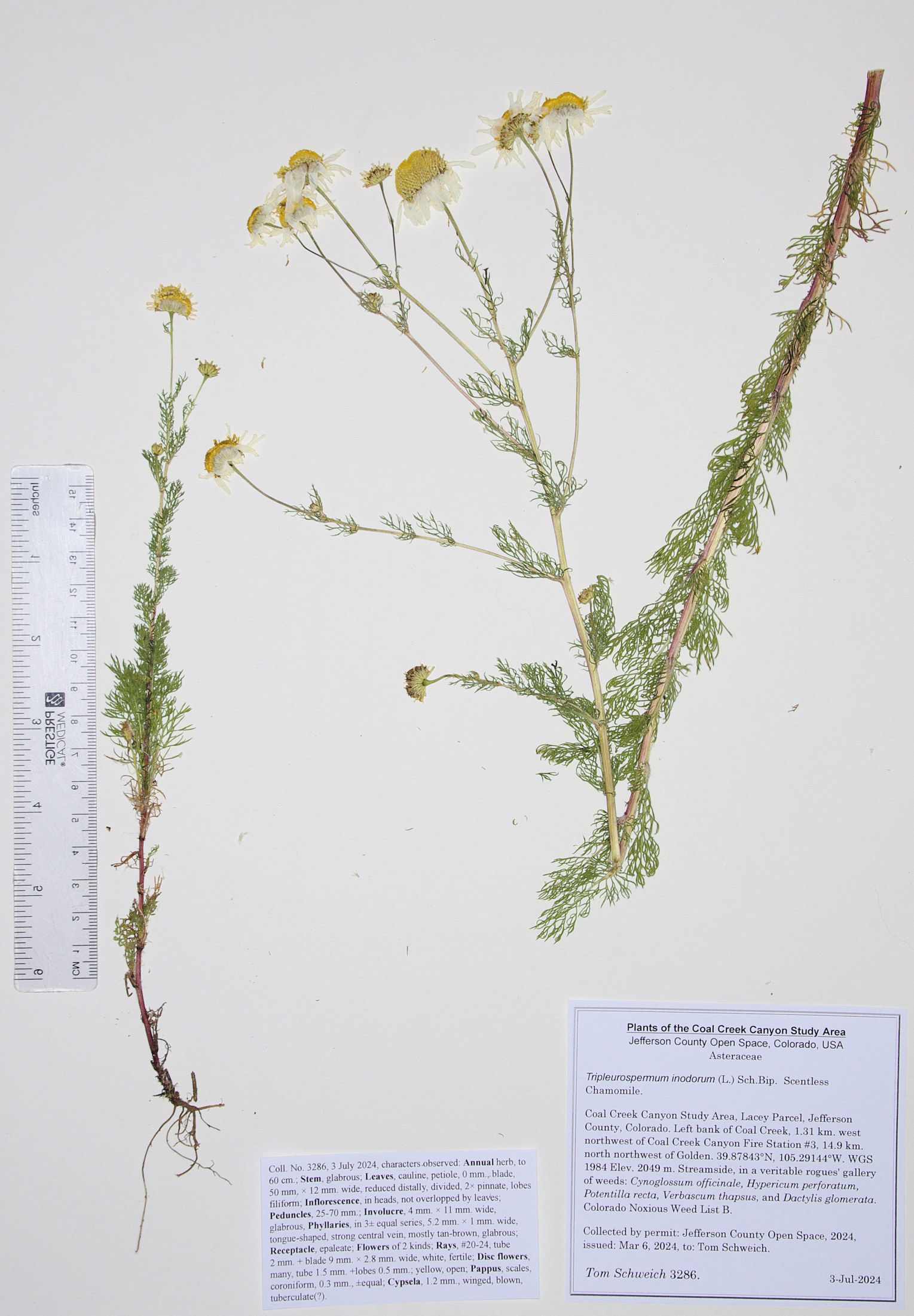 Asteraceae, Tripleurospermum inodorum