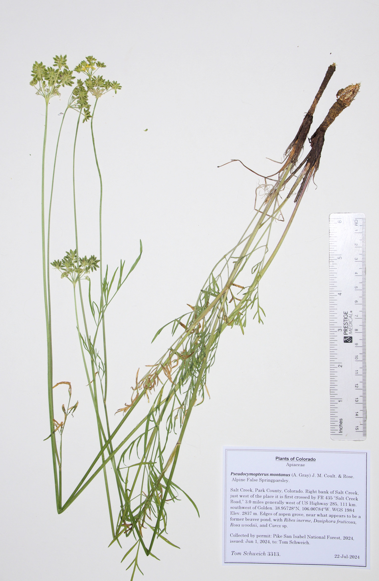 Apiaceae Cymopterus lemmonii
