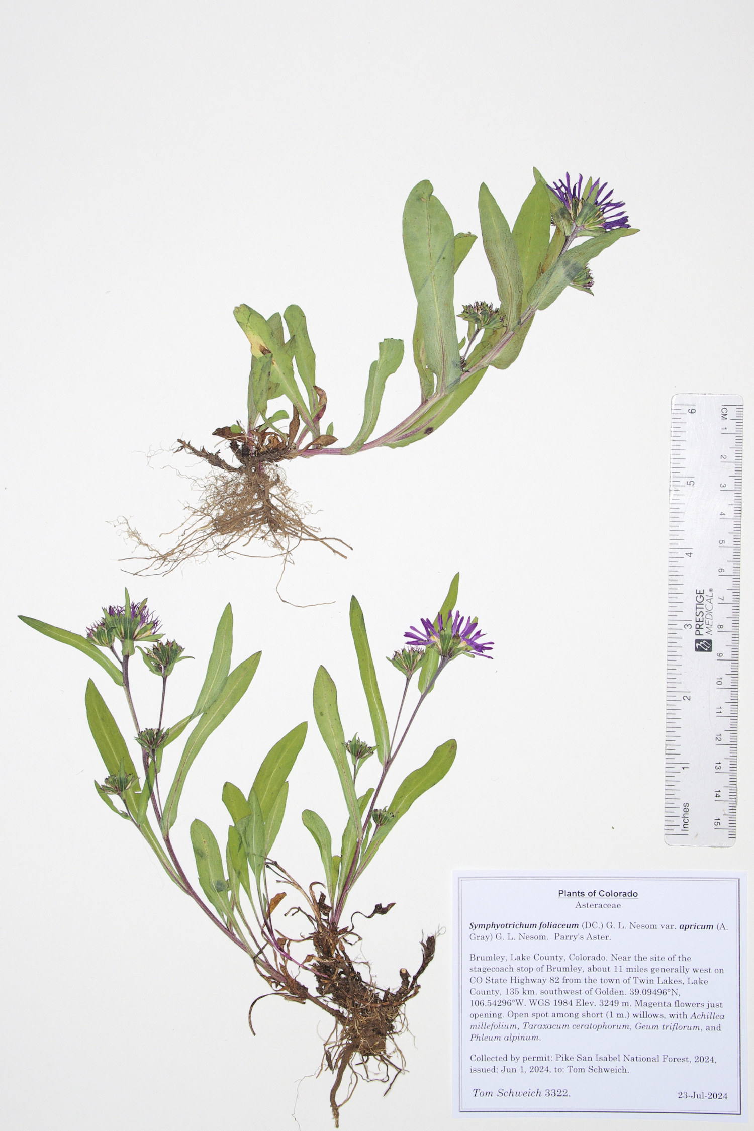 Asteraceae, Symphyotrichum foliaceum apricum