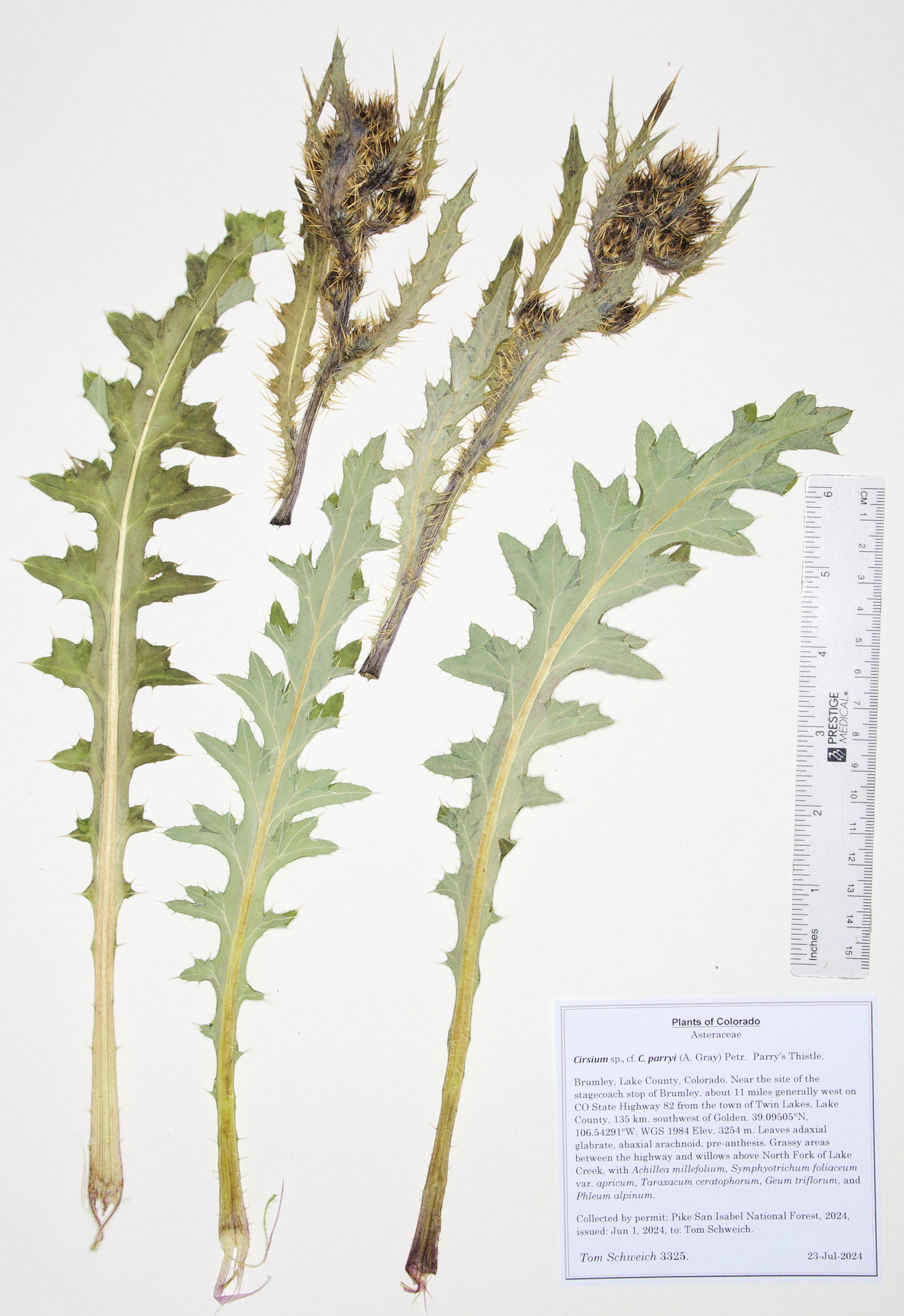 Asteraceae, Cirsium parryi
