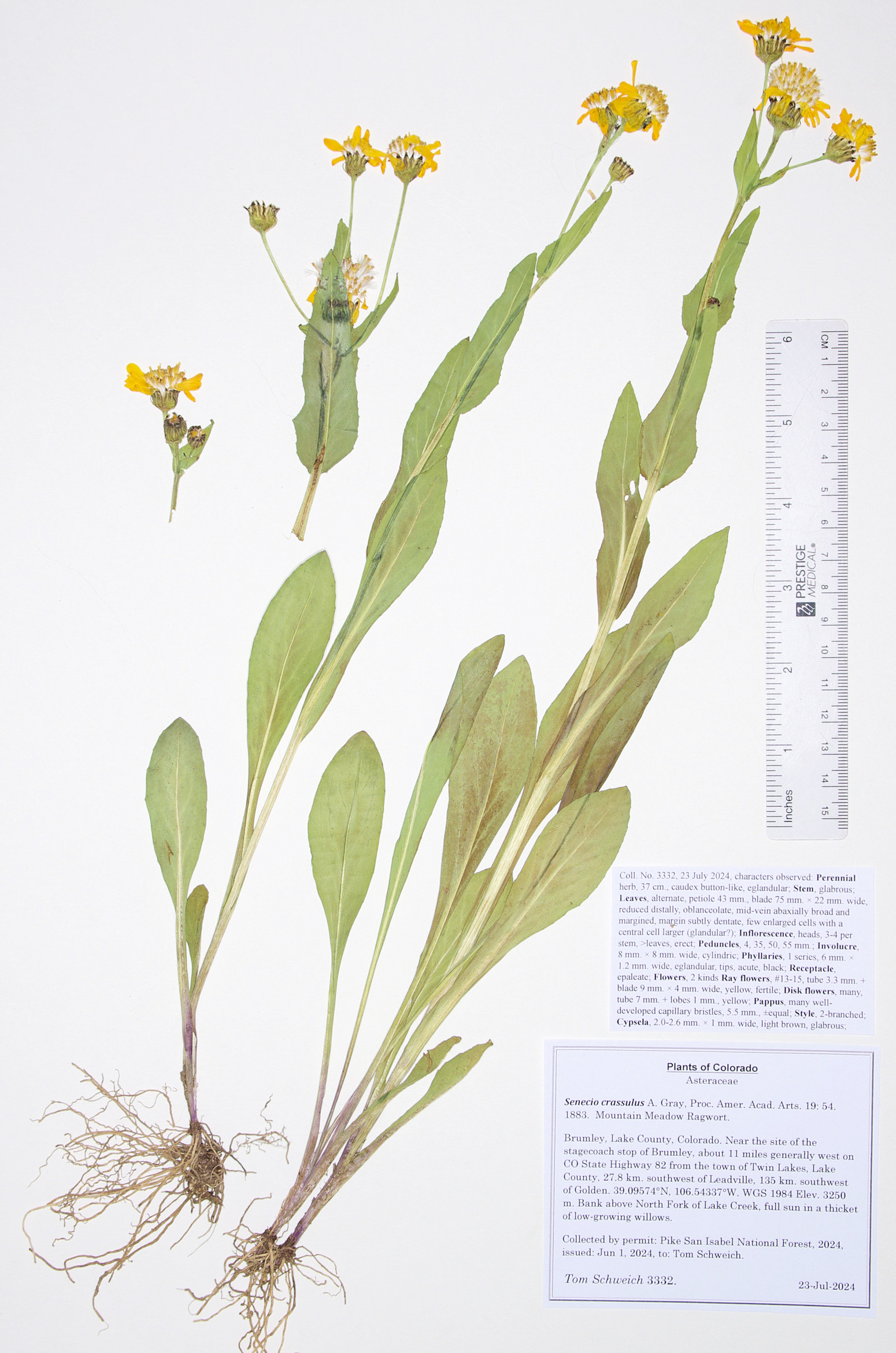 Asteraceae, Senecio crassulus
